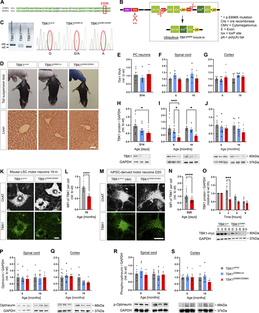 Generation and characterization of TBK1E696Kknock-in mice. (A) Conservation of p.E696 in TBK1 between mouse and human. (B) Scheme showing the generation of mice with constitutive global knock-in of the TBK1E696K variant using the Cre/Lox system and a “mini-gene” approach. (C) PCR and sequencing of the wt and mutant bands of ear tissue from TBK1E696K knock-in and wt siblings. (D) Representative photomicrographs of 19-mo-old male mice and light microscopic images of HE-stained livers show no morphological differences between the three genotypes. Scale bar: 100 µm. (E–G) Quantification of Tbk1 RNA expression by qPCR in mouse primary cortical (PC) neurons, spinal cord, and cortex tissue. Mean ± SEM of n = 6 embryos of mixed sex per genotype form more than three independent experiments; one-way ANOVA with Tukey’s post hoc test in E. Mean ± SEM of n = 4–8 male mice per genotype; two-way ANOVA with Tukey’s post hoc test in F and G. (H–J) Western blot analysis of lysates of primary cortical neurons, spinal cord, and cortex tissue stained against TBK1 and GAPDH. Mean ± SEM of a pool of n = 9–10 embryos of mixed sex per genotype from more than three independent experiments; one-way ANOVA with Tukey’s post hoc test; *P < 0.05 in H. Mean ± SEM of n = 5–8 male mice per genotype from two independent experiments; two-way ANOVA with Tukey’s post hoc test in I and J; *P < 0.05; ***P < 0.001. The right GAPDH column from I is reused in Fig. S3, A and F. (K) Representative photomicrographs of LSC motor neurons of 17-mo-old TBK1E696K knock-in and wt mice stained against Nissl and TBK1. Scale bar: 10 µm. (L) Quantification of the MFI of TBK1 fluorescence shows reduced expression in motor neurons of TBK1E696K/E696K knock-in mice. Mean ± SEM of pool of n > 19 motor neurons from n = 5–6 male mice per genotype from two independent experiments; Student’s t test; ****P < 0.0001. (M) Representative photomicrographs of D20 hiPSC-derived motor neurons stained against ChAT and TBK1. Scale bar: 10 µm. (N) Quantification of MFI of TBK1 fluorescence shows reduced expression of TBK1 in TBK1E696K/E696K mutant hiPSC-derived motor neurons. Mean ± SEM of pool of n > 35 motor neurons per genotype from two independent experiments; Mann–Whitney test; ****P < 0.0001. (O) Western blot analysis of HEK293 cells overexpressing myc-tagged wt TBK1 and TBK1E696K after treatment with CHX. Mean ± SEM of n = 4 biological replicates from four independent experiments two-way ANOVA with post hoc Šídák’s multiple comparisons test; ***P < 0.001. (P and Q) Western blot analysis of lysates of spinal cord and cortex tissue stained against optineurin and GAPDH. Mean ± SEM of n = 6–8 male mice per genotype from two independent experiments; two-way ANOVA with Tukey’s post hoc test. (R and S) Western blot analysis of lysates of spinal cord and cortex tissue stained against phospho-optineurin and GAPDH. Mean ± SEM of n = 4–6 male mice per genotype from two independent experiments; two-way ANOVA with Tukey’s post hoc test. Source data are available for this figure: SourceData FS2.