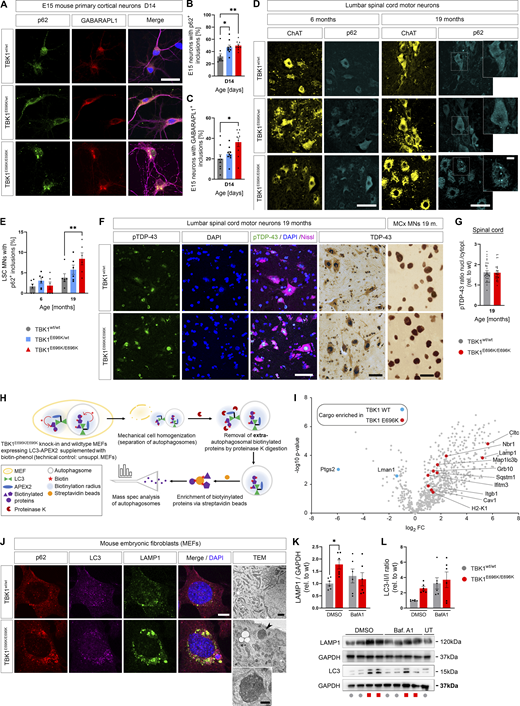 TBK1E696K/E696Kknock-in impairs autophagy in cell models and mice. (A) Representative photomicrographs of TBK1E696K/E696K knock-in and wt primary cortical neurons stained against p62 and GABARAPL1. Scale bar: 10 µm. (B and C) Quantification of large p62+ and GABARAPL1+ inclusions in primary cortical neurons in A. Mean ± SEM of n = 9 embryos of mixed sex per genotype from more than three independent experiments; one-way ANOVA with post hoc Tukey’s multiple comparisons test; *P < 0.05; **P < 0.01. (D) Representative photomicrographs of LSC anterior horn motor neurons (MNs) of 6- and 19-mo-old TBK1E696K knock-in and wt mice stained against ChAT and p62. Scale bars: 50 µm, 10 µm. (E) Quantification of motor neurons with large cytosolic p62 inclusions in LSC in D. Mean ± SEM of n = 6 male mice per genotype from two independent experiments; two-way ANOVA with post hoc Tukey’s multiple comparisons test; **P < 0.01. (F) Representative photomicrographs of LSC anterior horn motor neurons (MNs) and motor cortex layer five neurons 19-mo-old TBK1E696K knock-in and wt mice stained against/with (p)TDP-43, Nissl, and DAPI shows no evidence of (p)TDP-43 pathology in TBK1E696K knock-in mice. Scale bar: 50/50/10 µm. (G) The ratio of the pTDP-43 MFI nucleus/cytoplasm in LSC motor neurons is unaltered in TBK1E696K knock-in mice. Mean ± SEM of pool of n > 29 motor neurons from n = 3 male mice per genotype from two independent experiments; Mann–Whitney test; ****P < 0.0001. (H) Scheme of protease protection coupled APEX2 proximity proteomics of autophagosomes of MEFs. (I) Volcano plot visualizing autophagosome content profiling in TBK1E696K/E696K knock-in MEFs compared to wt. N = 4 technical replicates per condition from two independent experiments; multiple Student’s t tests with FDR correction for multiple testing; red/blue colors indicate significantly enriched proteins (P < 0.05). (J) Representative photomicrographs of TBK1E696K/E696K knock-in and wt MEFs stained against LAMP1, LC3 and p62. Scale bar: 10 µm. Last panel: TEM of knock-in and wt MEFs shows dysmorphic and enlarged lysosomes (arrowhead and magnification) in cells with homozygous TBK1E696K knock-in. Scale bar: 500 nm. (K and L) Western blot analysis of MEF lysates to validate the top candidates from I: LC3 and LAMP1. UT = untreated. Mean ± SEM of n = 6 replicates per condition from six independent experiments; two-way ANOVA with post hoc Šídák’s multiple comparisons test; *P < 0.05. Source data are available for this figure: SourceData F4.