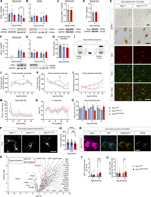Analysis of necroptosis, autophagy, and axon pathology as well as behavioral testing of TBK1E696K mutant and wt mice, MEFs, and primary neurons. (A and B) Western blot analysis of LSC and cortex lysates from 6 to 19 mo old TBK1E696K knock-in and wt mice stained against RIPK1. Mean ± SEM of n = 6 male mice per genotype from two independent experiments; two-way ANOVA with post hoc Tukey’s multiple comparisons test; *P < 0.05 in A. (C and D) Western blot analysis of LSC lysates from 6-mo-old TBK1E696K knock-in and wt mice stained against pRIPK1 and TAK1. Mean ± SEM of n = 5–6 male mice per genotype from two independent experiments; Student’s t test. (E) Representative microscopic images of LSC anterior slices of 19-mo-old male mice stained against pRIPK1 (DAB) and TAK1 (IF). Scale bars: 50 µm, 25 µm (insets). (F and G) Western blot analysis of LSC and cortex lysates from 6- and 19-mo-old TBK1E696K knock-in and wt mice stained against MLKL. Mean ± SEM of n = 6 male mice per genotype from two independent experiments; one-way ANOVA with Tukey’s multiple comparisons test in E; two-way ANOVA with post hoc Tukey’s multiple comparisons test in F. A (right column) and F use the same GAPDH blots used in Fig. 2 I (right column). B (left column) and G (left column) use the same GAPDH blots. B (right column) and G (right column) use the same GAPDH blots. (H) Inverted grid test in 18-mo-old female mice. Each time point represents mean ± SEM of n = 8–17 female mice per genotype; one-way ANOVA with Tukey’s post hoc test. (I) Scheme of three chamber social test. (J–O) Analysis of three chamber social test, open field test, Y-maze test, and tube dominance test. Each time point represents mean ± SEM of n = 13–15 male mice per genotype; mixed-effects analysis with post hoc Tukey’s multiple comparisons test; *P < 0.05; **P < 0.01. (P) Representative photomicrographs of hetero- and homozygous TBK1E696K knock-in and wt E15 primary cortical neurons 14 days in culture and stained against TUJ-1. (Q) Homozygous TBK1E696K knock-in primary cortical neurons show shortened axon lengths compared with the other genotypes. Mean ± SEM of pool of >160 motor neurons per genotype from n = 5–6 embryos of mixed sex from two independent experiments; Kruskal–Wallis test followed by Dunn’s multiple comparisons post hoc test; ***P < 0.001; ****P < 0.0001. (R) LSC section of a 19-mo-old TBK1E696K knock-in mouse stained against Nissl, p62, and GABARAPL1 shows colocalization of both autophagy markers. Scale bar: 25 µm. (S) Volcano plot visualizing autophagosome content profiling in TBK1E696K/E696K knock-in MEFs compared to wt. N = 4 technical replicates per condition from two independent experiments; multiple Student’s t tests without FDR correction; red/blue colors indicate significantly enriched proteins (uncorrected P < 0.05). (T and U) Analysis of abundance and maximal size of p62+ punctae in lumbar spinal motor neurons in 6- and 19-mo-old mice. Mean ± SEM of pool of n > 30 motor neurons from n = 4 male mice per genotype from two independent experiments; Mann–Whitney test; *P < 0.05; ***P < 0.001. Source data are available for this figure: SourceData FS3. Refer to the image caption for details.