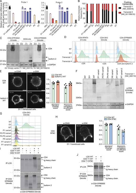 Characterization of CD4 transcripts and encoded proteins. (A) RT-qPCR for total CD4 mRNA (PBMCs) with two different probes (see Fig. 1 B). Bar represents the mean and the SD. Healthy donors (HDs, n = 18), P4 relatives (n = 2). (B) Transcripts relative abundance in cryopreserved PBMCs from HDs (n = 18), heterozygous (HET, n = 3), or WT relative (n = 1) and patients (P1–P7). (C, D, F, G, I, and J) HEK293T either non-transfected (NT) or transiently transfected with an empty vector (EV) or with vectors encoding the indicated CD4 transcript. (E and H) D1.1 Jurkat cells electroporated with vectors encoding indicated CD4 transcript. (C) Immunoblotting with (left) CD4 D1mAb (EPR3942), (middle) DDK mAb and (right) CD4 D4mAb (EPR6855) and GAPDH. T1: NM_000116; T2; NM_001195016. (D) Flow cytometry following extracellular staining of transfected HEK293T cells. Cells were stained with either (left) CD4 D1mAb (RPAT4), (middle) CD4 D3mAb (SK3), or (right) CD4 D4mAb (EPR6855). (E) Electroporated D1.1 cell slice acquired on Lattice Lightsheet microscope following anti-CD45 extracellular and anti-DDK intracellular labeling. Colocalization between CD4 (DDK) and cell surface (CD45) was assessed with Manders’ overlap score and Pearson’s correlation coefficient score. Bar represents the mean and the SD. Green: CD4/membrane overlap (n = 6); red: isoform 2/membrane overlap (n = 5). (F) Immunoblotting with N-terminal CD4 D1mAb (EPR3942) and GAPDH. (G) Flow cytometry following extracellular staining of transfected HEK293T cells. Cells were stained with CD4 D3mAb (SK3). (H) Electroporated D1.1 cell slice acquired on Lattice Lightsheet microscope following anti-CD45 extracellular and anti-DDK intracellular labeling. Colocalization between CD4 (DDK) and cell surface (CD45) was assessed with Manders’ overlap score and Pearson’s correlation coefficient score. Bar represents the mean and the SD. Green: CD4 WT/membrane overlap (n = 6); blue: CD4 R79C/membrane overlap (n = 6). (I and J) Immunoblots with CD4 D4mAb (EPR6855) HRP conjugated. Top: CD4 co-IP with LCK mAb. Bottom: direct-IP with CD4 D4mAb. Data are representative of at least two independent experiments. Source data are available for this figure: SourceData F2.