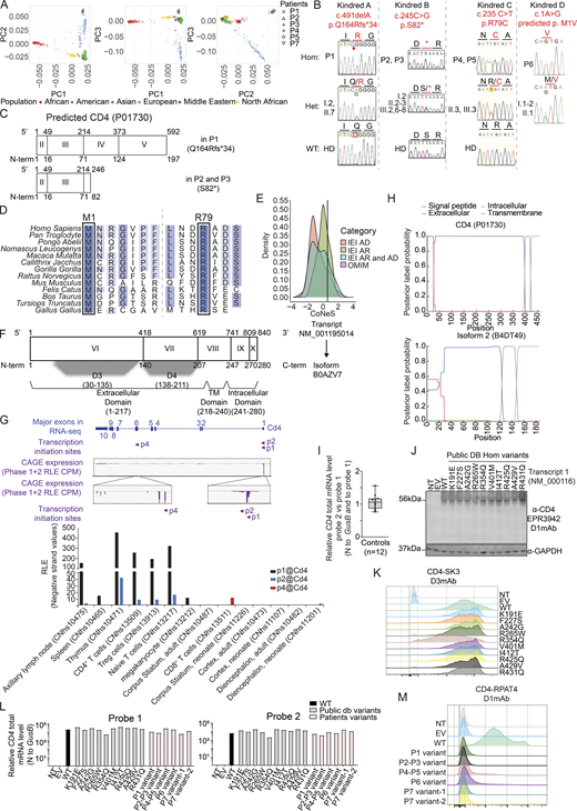 Genetics, in silico analysis, and impact of identified CD4 variants on mRNA and protein expression. (A) Principal component analysis of WES data from the patients and our in-house WES database. (B) Electropherograms of representative CD4 nucleotide sequences in Kindreds A–D. (C) Schematic representation of the predicted truncated CD4 in P1–P3. (D) Alignment of CD4 M1 and R79 residues in humans and 11 other representative animal species. Dark blue: highly conserved; blue: well conserved; light blue: moderately conserved; white: not conserved. (E) CoNeS of CD4. AD: autosomal dominant, AR: autosomal recessive. (F) Schematic representation of CD4NM_001195014 and its corresponding isoform (B0AZV7). Exon numeration is based on NM_000616. Nucleotide (above) and amino acid (below) numeration is indicated. Protein domains are represented below isoform. (G)Cd4 transcript expression in mouse tissues. Top: CAGE-seq relative expression track from the FANTOM5 project showing signal pool for all tested tissues. Three transcriptional initiation sites are detected. p1 and p2 are located upstream of exon 1, while p4 is upstream of exon 6. Bottom: Bar graph showing CAGE-seq relative expression for representative tissues. Note that p4 is only detected in the brain. (H) Prediction of transmembrane topologies and signal peptides done by Phobius (https://phobius.sbc.su.se/) based on CD4 and isoform 2 amino acid sequences. Red: signal peptide; blue: extracellular domain; green: Intracellular domain; gray: transmembrane domain. Y axis represents probability, and x axis represents amino acid prediction. (I)CD4 total mRNA level in healthy donors relative to GUS (dCT). For each sample, ddCT was calculated as follows: probe 2 dCT normalized to probe 1 dCT value. (J) Immunoblotting with N-terminal CD4 D1mAb (EPR3942) and GAPDH on total cell lysate from HEK293T either non-transfected (NT) or transiently transfected with an empty vector (EV) or with vectors encoding the indicated CD4 transcript. (K) Flow cytometry following extracellular staining with CD4 (D3mAb; SK3) of HEK293T either non-transfected (NT) or transiently transfected with an empty vector (EV) or with vectors encoding the indicated CD4 transcript. (L) Relative CD4 total mRNA level (probe 1 and 2) normalized to GUS of HEK293T either non-transfected (NT) or transiently transfected with an empty vector (EV) or with vectors encoding the indicated CD4 transcript. (M) Flow cytometry following extracellular staining with CD4 (D1mAb; RPAT4) of HEK293T either non transfected (NT) or transiently transfected with an empty vector (EV) or with vectors encoding the indicated CD4 transcript. Data are representative of at least two independent experiments. Source data are available for this figure: SourceData FS1. Refer to the image caption for details.