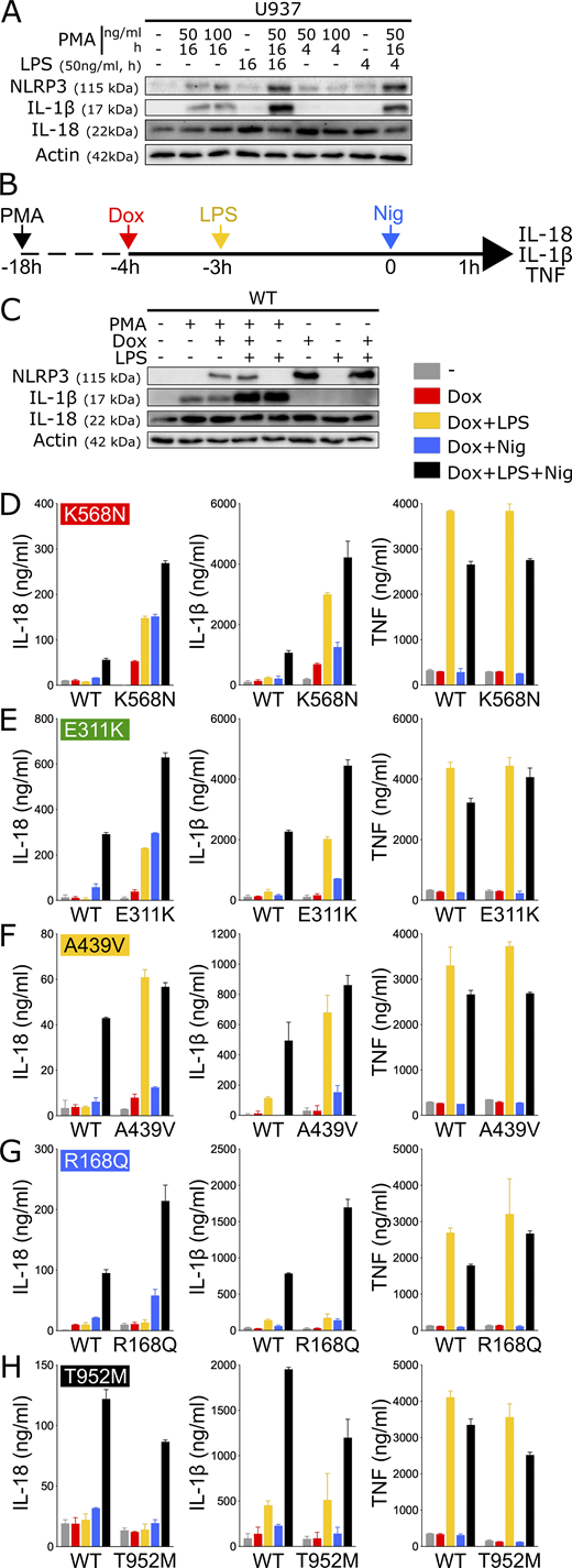 NLRP3 expression, priming, and/or activation triggers IL-18 and IL-1β secretion in reconstituted U937 depending on the NLRP3 variants. (A) U937 cells were differentiated in PMA (50 or 100 ng/ml, 4 or 16 h) and treated with LPS (50 ng/ml, 4 or 16 h). Protein levels of pro-IL-18, pro-IL-1β, and NLRP3 were assessed by WB. Actin is used as loading control. (B–H)NLRP3-deficient U937 cells reconstituted with doxycycline-inducible NLRP3 variants were differentiated in PMA (50 ng/ml) and treated with doxycycline (1 μg/ml), LPS (40 ng/ml), and nigericin (15 μg/ml) as indicated. NLRP3, pro-IL-1β, pro-IL-18, and actin levels (as control) were assessed by WB in lysates of NLRP3-deficient U937 cells reconstituted with doxycycline-inducible WT NLRP3 (C). IL-18, IL-1β, and TNF levels (as control) were assessed in cell supernatant by ELISA in K568N (group#5) (D), E311K (group#4) (E), A439V (group#3) (F), R168Q (group#2) (G), and T952M (group#1) (H). Means of duplicates and 1 SD are represented. One experiment done in duplicates representative of 3–18 independent experiments is shown. Results obtained with one variant typical of each functional group are represented. Results obtained with all tested variants and statistical analysis including all independent experiments are represented in Fig. S3. Source data are available for this figure: SourceData F3.