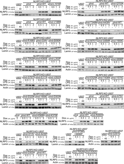 Reconstitution of NLRP3-deficient U937 with doxycycline-inducible NLRP3 variants.NLRP3-deficient U937 reconstituted with doxycycline-inducible WT NLRP3 (pInd-WT), indicated NLRP3 variants, and the empty vector (pInd) were treated with doxycycline (indicated doses, 4 h). U937 treated with LPS (40 ng/ml, 3 h) was used as a control. NLRP3 protein levels were analyzed by WB. Source data are available for this figure: SourceData FS1.