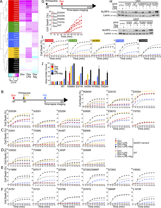 NLRP3 expression, priming, and/or activation triggers pyroptosis in reconstituted U937 depending on the NLRP3 variants. (A–F)NLRP3-deficient U937 cells reconstituted with doxycycline-inducible NLRP3 variants were treated with doxycycline (1 μg/ml, 3 h), LPS (40 ng/ml, 2 h), and nigericin (15 μg/ml) before cell death was monitored by PI incorporation over time quantified by time-lapse high content microscopy. (A) Unsupervised clustering of the variants according to RC from the glmm applied on AUC for each variant as compared with the WT. Positive RC denotes increased cell death in the considered variant as compared with the WT, and conversely. RC corresponding to increases (magenta) or decreases (cyan) in cell death are color-coded. Based on the results, variants are classified into five functional groups: constitutive active variants (group#5, red), variants active upon either priming or activation signal (group#4, green), variants active upon priming signal (group#3, yellow), variants active upon activation signal (group#2, blue), and mutants active upon priming and activation signals (no gain-of-function, group#1, black). Results of two to eight independent experiments done in duplicates. (B) Group#5. (C) Group#4. (D) Group#3. (E) Group#2. (F) Group#1. Means of duplicates and 1 SD are represented. One experiment done in duplicates representative of two to eight independent experiments is shown. Statistical analysis including all independent experiments are represented in Fig. 3. (G)NLRP3-deficient U937 cells reconstituted with doxycycline-inducible group#5 NLRP3 variants were treated with doxycycline (1 μg/ml) before cell death was monitored by PI incorporation over time quantified by time-lapse high content microscopy. One experiment done in duplicates representative of two independent experiments is shown. Statistical analysis including all independent experiments is represented in Fig. 2. (H–J) U937 cells transduced with vectors encoding indicated doxycycline-inducible NLRP3 variants or empty vector (empty) and not transduced controls (−) were treated with doxycycline (1 μg/ml, 4 h) or LPS (40 ng/ml, 3 h) and NLRP3 protein levels were analyzed by WB (H). Cells were treated with doxycycline (1 μg/ml, 3 h), LPS (40 ng/ml, 2 h), and/or nigericin (15 μg/ml) before monitoring PI incorporation (I). Means of duplicates and 1 SD are represented. One experiment done in duplicates representative of two to three independent experiments is shown. LDH release was assessed 2 h after nigericin treatment (J). Means of two independent experiments done in duplicates and 1 SD are represented. Source data are available for this figure: SourceData FS2.