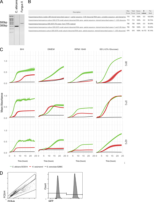Identification of novel fungal isolate and generation of K. weizmannii reporter strain. (A) Gel analysis of PCR products amplifying ITS1 region of C. albicans and a fungal isolate. (B) Identification of novel fungal sp. based on ITS1 sequence. (C) Growth curves of C. albicans, S. cerevisiae, and K. weizmannii under different temperatures in indicated media, biological triplicates. (D) Example of flow cytometric analysis of mixed culture assay of C. albicans and K. weizmannii taking advantage of GFP expressing C. albicans. Source data are available for this figure: SourceData FS1. Refer to the image caption for details.