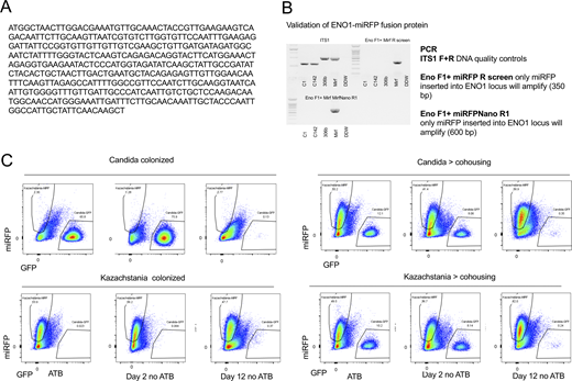 Generation of K. weizmannii reporter strain. (A) Sequence of modified fluorescent reporter miRFP670—further referred as miRFP. (B) PCR validation of proper insertion of miRFP into K. weizmannii genome and thus generation of ENO1-miRFP fusion protein. (C) Representative picture of recovery of C. albicans ENO1-GFP and K. weizmannii ENO1-miRFP from feces of single-colonized animals followed by cohousing (started as Candida or Kazachstania). Source data are available for this figure: SourceData FS2. Refer to the image caption for details.