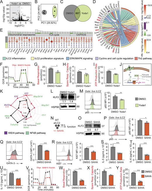 Piezo1 activation and a KLF2 inducer inhibit mitochondrial respiration in ILC2s. BALB/c mice were challenged i.n. on 3 consecutive days with rmIL-33, and a pure population of lung ILC2s was isolated on day 4 and cultured with rmIL-2, rmIL-7 without or with Yoda1 (10 µM) for 18 h. Cells were collected, and RNA was extracted to perform a bulk transcriptomic analysis. (A) Volcano plot comparison between DMSO-treated and Yoda1-treated ILC2s. (B) PCA plot. (C) Venn diagram depicting the number of transcripts differentially modulated between DMSO-treated and Yoda1-treated ILC2s differential analysis, with a statistical cutoff of P < 0.05. (D) Chord plot representing the highest DEG from the top five downregulated pathways. Specific pathways are color-coded and represented in the right inner bands, where chords gather. Outer bands on the right depict the IPA −log10 P value. The left inner bands represent the gene −log10 P value. Outer bands on the left represent the gene log2(fold change). (E) Differential expression of genes between DMSO-treated and Yoda1-treated ILC2s involved in the mitochondrial respirasome, TCA cycle, and OXPHOS pathways. Gray histograms represent −log10 (P value); dotted line represents P < 0.05. Inner bands represent gene log(fold change). (F–I) Mitochondrial respiratory profile showing OCRs in response to oligomycin (ATP synthase inhibitor), BAM15 (mitochondrial uncoupler), and rotenone + antimycin A (complex I and II inhibitors) sequential injections (F) and corresponding key parameters of mitochondrial function (G) basal respiration, (H) spare respiratory capacity, and (I) ATP production rates. n = 3. The experiment was performed twice. (J) Representative diagram detailing the signaling of Piezo1 leading to downstream activation of KLF2/4 resulting in inhibition of the NF-κB pathway and downstream effects on TCA cycle and ILC2 function. (K) Radar plot depicting selected genes from the ILC2 inflammation and the KLF2/4 pathway. Red dots represent log(fold change), and black dots represent −log10 (P value). (L) Protein levels of KLF2 and HSP90 monitored by western blot and quantified with ImageJ. The experiment was performed twice. (M) Representative plots of intranuclear p65 expression and corresponding quantitation presented as MFI. n = 3. The experiment was performed twice. (N) Schematic description of ex vivo ILC2 incubation with SAHA. BALB/c mice were challenged i.n. for 3 consecutive days with rmIL-33, and pure populations of lung ILC2s were isolated and cultured on day 4 with rmIL-2, rmIL-7 with or without SAHA (1 µM) for 18 h. (O) Protein levels of KLF2 and HSP90 monitored by western blot and quantified with ImageJ. The experiment was performed twice. (P–R) Representative plots of intranuclear (P) p65, (Q) GATA-3, and (R) Ki67 expressions and corresponding quantitation presented as MFI. n = 3. These experiments were performed twice. (S–U) Levels of (S) IL-5, (T) IL-6, and (U) IL-13 production in the culture supernatant. n = 6. The experiment was performed twice. (V–Y) Mitochondrial respiratory profile showing OCRs in response to oligomycin (ATP synthase inhibitor), BAM15 (mitochondrial uncoupler), and rotenone + antimycin A (complex I and II inhibitors) sequential injections (V) and corresponding key parameters of mitochondrial function (W) basal respiration, (X) spare respiratory capacity, and (Y) ATP production rates. n = 3. The experiment was performed twice. Data are presented as mean ± SEM. A two-tailed Student’s t test for unpaired data was applied for comparisons between two groups (G–I, M, P–U, and W–Y). *P < 0.05, **P < 0.01, ***P < 0.001. Source data are available for this figure: SourceData F5.
