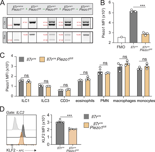 Generation and validation of Il7rcrePiezo1fl/flmice. (A) Representative bands from DNA gels for genotyping and generation of Il7rcrePiezo1fl/fl mice. (B)Il7rcre and Il7rcrePiezo1fl/fl mice were i.n. challenged on days 1–3 with 0.5 µg IL-33. On day 4, lungs were processed to single-cell suspensions and stained for ILC2s and Piezo1. Piezo1 MFI. n = 3. The experiment was performed twice. (C) Piezo1 expression in indicated ILC, T cell, and myeloid populations isolated from the lungs of Il7rcre and Il7rcrePiezo1fl/fl mice. n = 3. The experiment was performed twice. (D) Representative flow cytometry plots of ILC2 intranuclear KLF2 expression and quantitation presented as KLF2 MFI. n = 5. The experiment was performed twice. Data are presented as mean ± SEM. A two-tailed Student’s t test for unpaired data was applied for comparisons between two groups (B–D). ***P < 0.001. ns: non-significant. Source data are available for this figure: SourceData FS3. Refer to the image caption for details.