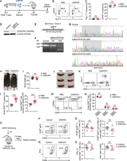Wild-type CAR19T cells do not expand in immunocompetent mice, and CAR19TIFcells persisting in vivo does not cause side effects. (A) Experimental design. CD8+ T cells were activated and transduced with retrovirus expressing CAR19 with a Thy1.1 marker. 1 million CD8+Thy1.1+ CAR19T cells were transferred into B6 mice, with PBS as a control. After 7 days, Thy1.1+ CAR19T cells and CD19+ B cells from the spleen were examined by flow cytometry. (B and C) Representative plots (B) and statistical analysis (C) of Thy1.1+ CAR19T cells and CD19+ B cells among single live cells from spleen 7 days after transfer are shown (n = 5 mice for each group). (D) Immunoblot analysis of ZC3H12A expression in CD8+Thy1.1− (control) and CD8+Thy1.1+ (sgBcor/Zc3h12a) T cells 4 days after transduction. β-Actin was used as a loading control. (E) PCR detection of indels in Bcor loci. The red arrow indicates the cleavage site of sgBcor. A pair of PCR primers spanning the cleavage site of Cas9/sgBcor was used to amplify the indicated genomic region. (F) Editing of Bcor loci at 48 h after transduction and 28 days after transfer was examined by PCR. (G) Editing of Bcor was examined by DNA sequencing. The PCR products from F were sequenced. Shaded regions indicate sgRNA binding sites. Representative tracks of sequencing results are shown. (H) Representative images of mice 6 mo after receiving CAR19TIF cells or PBS transfer. (I) Body weight of mice 6 mo after receiving CAR19TIF cells or PBS transfer (n = 11 mice for each group). (J) Representative images of spleen from mice 2 mo after receiving CAR19TIF cells or PBS transfer. (K and L) Flow cytometry analysis of endogenous CD8+ T cells from spleen of mice 2 mo after receiving CAR19TIF cells or PBS transfer. Representative plots (K) and statistical analysis (L) are shown (n = 6 mice in PBS group, n = 10 mice in CAR19TIF group). (M and N) Flow cytometry analysis of activation status of endogenous CD8+ T cells from spleen of mice 2 mo after receiving CAR19TIF cells or PBS transfer. Representative plots (M) and statistical analysis (N) are shown (n = 3 mice in PBS group, n = 4 mice in CAR19TIF group). (O) Experimental design. (P and Q) Representative plots (P) and statistical analysis (Q) of H-2Db gp33+ CD8+ T cells in spleen 7.5 days after LCMV Armstrong infection. (R and S) Representative plots (R) and statistical analysis (S) of IFNγ+ CD8+ T cells in spleen 7.5 days after LCMV Armstrong infection. n = 5 or 6 mice in each group. (C, I, L, N, Q, and S) Data represent mean ± SEM from one of three independent experiments. ***P < 0.001, ****P < 0.0001, ns, not significant, two-tailed unpaired Student’s t test. Source data are available for this figure: SourceData FS1. Refer to the image caption for details.