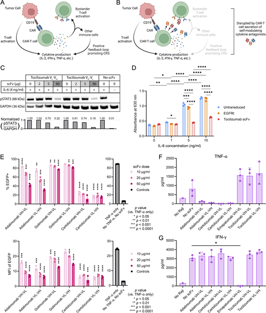 T cells can be engineered to modulate cytokine signaling. (A and B) Schematic of CRS regulation by CAR-T cells engineered to secrete cytokine modulators. Generated with BioRender. (A) Uncontrolled CAR-T cell activation may lead to immune overstimulation and result in CRS. (B) Self-regulating CAR-T cells secrete scFvs or antagonist proteins that block cytokine signaling, thus preventing immune overstimulation. (C–G) Cytokine- and cytokine-receptor–binding scFvs bind their intended targets. (C) Toci blocks IL-6–induced STAT3 signaling in primary human CD4+ T cells. T cells were coincubated with Toci for 3 h and then treated with or without 4 ng/ml human IL-6 protein for 30 min. Cell lysates were analyzed by western blot and probed for phosphorylated STAT3 (pSTAT3) and GAPDH. (D) Toci inhibits IL-6 signaling in IL-6 reporter HEK-Blue cells. IL-6 reporter HEK-Blue cells transfected with plasmids encoding the transduction marker EGFRt orToci were stimulated with the indicated concentration of IL-6 for 24 h. The amount of STAT3-induced SEAP secretion by the HEK-Blue cells was quantified by spectrophotometer. Triplicate wells were separately seeded, transfected, stimulated with IL-6, and quantified. Statistical significance was determined by two-way ANOVA corrected for multiple comparisons using Tukey’s method. (E) Adalimumab- and certolizumab-based scFvs block TNF-α–induced NF-κB signaling. NFκB-EGFP reporter Jurkat cells were incubated with indicated concentrations of TNF-α scFvs overnight before stimulation with 10 ng/ml of TNF-α. EGFP expression induced by NFκB signaling was quantified by flow cytometry, with percent EGFP+ and EGFP MFI shown. Triplicate wells were seeded, treated with the indicated scFvs, and quantified. Statistical significance was determined by two-tailed Student’s t tests comparing each condition against the “TNF-α only” control with correction for multiple comparisons using the two-stage step-up procedure by Benjamini, Krieger, and Yekutieli for false discovery rate < 1.00%. (F and G) Adalimumab- and certolizumab-based scFvs block TNF-α binding (F) and emapalumab-based scFv blocks IFN-γ binding (G). CD19 CAR-T cells were cocultured with Raji cells and donor-matched immune cells (monocytes, macrophages, and dendritic cells) to stimulate cytokine secretion. Addition of scFvs concentrated from HEK293T supernatant binds specific cytokines and blocks their detection by Cytometric Bead Array assay. Triplicate wells were separately seeded, treated with scFvs, and quantified. Pairwise comparisons against the no-scFv control were performed using Welch’s t test, with multiple-comparison correction by the Holm–Sidak method using a significance threshold of 0.05. In panels D–G, means of triplicates are shown with error bars indicating ± 1 standard deviation (SD). Statistical significance levels for all panels: *P < 0.05, **P < 0.01, ***P < 0.001, ****P < 0.0001. The experiments in panels C–E were each performed once. Experiments shown in F and G were performed twice using two different healthy donors’ cells; data from one representative donor are shown. Source data are available for this figure: SourceData F1.
