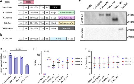 Cytokine-modulating scFvs can be efficiently coexpressed with CD19 CAR in primary human T cells. (A and B) Schematic of CAR constructs coexpressed with cytokine-modulating scFvs and proteins. Each scFv was fused to a murine kappa signal sequence (s.s.) for secretion and an N-terminal c-Myc or FLAG tag to enable detection by western blots. EGFRt and IL-1Ra are fused to the native EGFR and native IL-1Ra s.s., respectively. CARs are fused to the GM-CSF s.s. and an N-terminal HA tag. (C) scFvs and IL-1Ra are efficiently secreted by CAR-T cells. Primary human T cells were retrovirally transduced with constructs depicted in A and B, and culture supernatants were analyzed by western blot. Full gel images are available in online source data. (D) Recombinant IL-1Ra inhibits IL-1 signaling. IL-1 reporter HEK-Blue cells were transfected with plasmids encoding the indicated constructs and stimulated with 10 ng/ml IL-1β for 24 h. The amount of IL-1-induced SEAP secretion by the HEK-Blue cells was quantified by spectrophotometer. Triplicate wells were separately seeded, transfected, treated with IL-1β, and quantified. Statistical significance was determined by one-way ANOVA for comparisons against the untransfected condition using Dunnett’s correction for multiple comparisons (****P < 0.0001). (E and F) Coexpression of cytokine modulator does not compromise CAR expression or CAR-T cell ex vivo expansion. (E) CAR surface expression was measured by anti-HA antibody staining and flow cytometry (****P < 0.0001). (F) CAR-T cell expansion by day 14 of ex vivo cell culture is unaffected by cytokine modulator expression. Data from three different donors are shown. Statistical significance was determined by linear regression analysis with CAR-EGFRt as the reference group, with donor included as covariate to account for donor correlation. There was no statistically significant difference across different CAR-expressing constructs in panels E and F. In panels D–F, means of triplicates are shown with error bars indicating ± 1 SD. The experiments in panels C and D were each performed once. Panels E and F show data from three different donors, each evaluated with triplicate samples once. Source data are available for this figure: SourceData F2. Refer to the image caption for details.