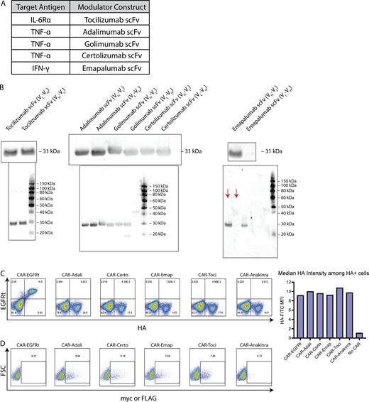 Characterization of cytokine-modulating constructs. (A) scFvs were derived from antibodies reported to bind IL-6Rα, TNF-α, or IFN-γ. (B) The light chain (VL) and heavy chain (VH) was ordered in either VL-VH or VH-VL orientation for each scFv, and fused to the murine kappa chain signal sequence plus an N-terminal FLAG tag (tocilizumab) or c-Myc tag (all other scFvs). HEK293T cells were transfected with plasmids encoding each scFv construct, and culture supernatant was collected 2 days after transfection and analyzed by western blot. The presence of secreted scFv was detected by FLAG (tocilizumab) or c-Myc staining. Full gels are shown below images of zoomed-in bands. Red arrows indicate the relevant lanes in the emapalumab gel; other lanes show samples irrelevant to this study. (C) CAR expression was detected by surface antibody staining for the HA tag. (D) Cytokine modulator expression was detected by intracellular staining for the c-Myc or FLAG tag. Experiments in B–D were each performed once. Source data are available for this figure: SourceData FS1.
