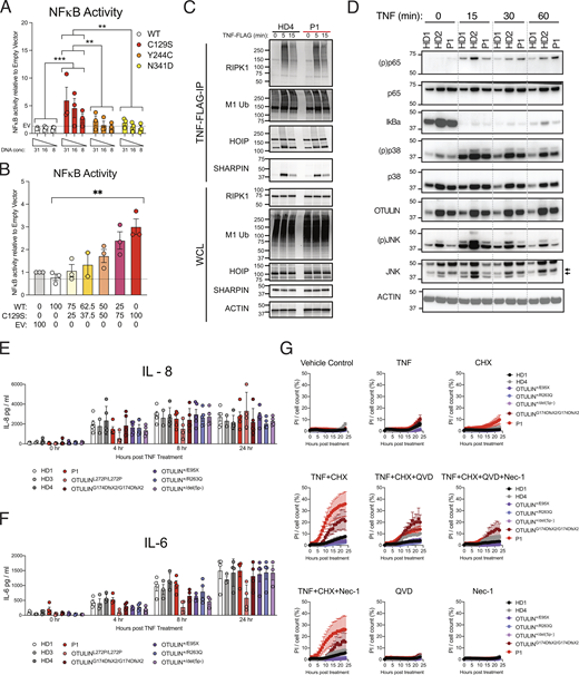 Heterozygous C129S OTULIN fibroblasts exhibit increased sensitivity to TNF-induced cell death. (A and B) NFκB activity was assessed by luciferase reporter assay, where HEK 293T cells were transfected with NFκB luciferase reporter, Renilla control, and (A) stated concentrations of EV, WT, C129S, Y244C, and N341D OTULIN or (B) as a ratio between WT and C129S OTULIN. (C) HD4 and P1 fibroblasts were stimulated with TNF-FLAG for indicated time points; the TNFR1 signaling complex was then assessed by Flag pull-down. Immunoblotting was performed for RIPK1, M1-Ub, HOIP, SHARPIN, and actin as a loading control. (D) HD1, HD2, and P1 fibroblast lines were treated with TNF (100 ng/ml) for indicated time points. Immunoblot was then performed to assess phosphorylated (p) and total levels of p65, p38, JNK as well as total levels IκBa and OTULIN. Actin was used as a loading control. (E–G) Fibroblasts from up to four HDs, P1, two ORAS patients (OTULINL272P/L272P and OTULING174DfsX2/G174DfsX2) and three OTULIN-haploinsufficent patients (OTULIN+/E95X, OTULIN+/R263Q, and OTULIN+/del(5p-)) were used. (E and F) Indicated fibroblast lines were treated with 10 ng/ml TNF for stated time points. Supernatants were then assessed for secretion of (E) IL-8 and (F) IL-6. (G) Stated fibroblasts were treated with TNF (100 ng/ml), CHX (50 μg/ml), QVD-OPh (10 μM), and Nec-1 (10 μM) or a combination thereof, as indicated. Cell death was measured over a period of 24 h by cellular inclusion of propidium iodide dye. (A–G) Data is pooled from at least three experiments, where each dot indicates an individual experimental result, means ± SEM, and statistical significance was assessed by (A, E, and F) two-way ANOVA or (B) one-way ANOVA, where ** indicates P < 0.01 and *** denotes P < 0.001. (C and D) Data representative of at least three experiments, indicated molecular weight values in kD. Source data are available for this figure: SourceData F3. Refer to the image caption for details.
