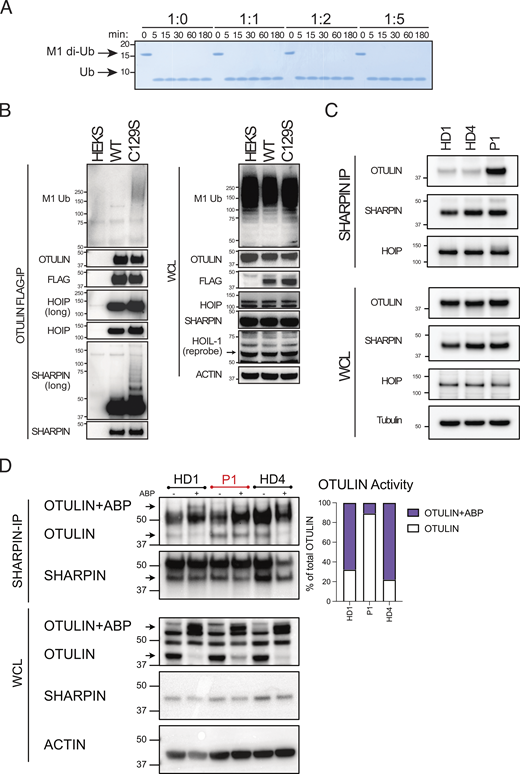 C129S OTULIN dominantly promotes LUBAC autoubiquitination. (A) Cleavage of M1-linked di-Ub was assessed in competitive settings. Increasing concentrations of C129S OTULIN were incubated with WT OTULIN M1-linked di-Ub for 0–180 min. (B) FLAG-tagged WT and C129S OTULIN were stably expressed in HEK 293T cells. Flag IP and WCL lysates from WT OTULIN, C129S OTULIN, and parental HEK 293T cells were immunoblotted for M1-Ub, OTULIN, FLAG, HOIP, SHARPIN, HOIL-1, and actin (loading control). (C and D) Endogenous SHARPIN IP was performed on two HDs and P1 fibroblasts. (C) SHARPIN IP and WCL lysates were immunoblotted for OTULIN, HOIP, SHAPRIN, and actin (loading control). (D) SHARPIN-IP and WCL lysates were treated with the OTULIN ABP probe to assess OTULIN activity when bound to LUBAC. OTULIN, SHARPIN, and actin (loading control) were assessed by immunoblot; arrows indicate unlabeled (OTULIN) and labeled (OTULIN+ABP) OTULIN, and this is quantified by densitometry. (A–D) Data is representative of three repeats and indicated molecular weight values in kD. Source data are available for this figure: SourceData F5.