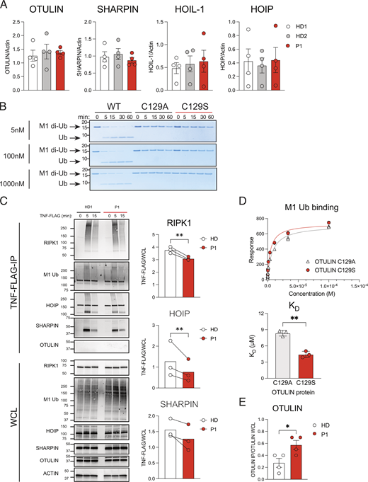 The C129S mutation ablates OTULIN deubiquitinase activty, but not OTULIN protein stability or substrate binding. (A) Fibroblast lysates from HD1, HD2, and P1 lines assessed for protein levels of OTULIN, HOIP, HOIL-1, SHARPIN, and actin (loading control) were assessed by immunoblot. Densitometry analysis of protein expression was performed using Fiji and graphed as a function of actin loading control. Data were pooled from four experiments, where each dot indicates an individual experimental result, means ± SEM, and statistical significance was assessed by one-way ANOVA. (B) Recombinant WT OTULIN and C129A and C129S mutant OTULIN proteins were incubated at stated concentrations with M1-linked di-Ub chains. Cleavage capacity was assessed from 0 to 60 min. Arrows indicate uncleaved M1–di-Ub and cleaved Ub; indicated molecular weight values in kD. Data is representative of three repeats. (C) HD1 and P1 fibroblasts were stimulated with TNF-FLAG for indicated time points; the TNFR1 signaling complex was then assessed by Flag pull-down. Immunoblotting was performed for RIPK1, M1-Ub, HOIP, SHARPIN, OTULIN, and actin as a loading control; indicated molecular weight values in kD. Graphs show densitometry quantification of proteins immunoprecipitated at 5 min with TNF-FLAG relative to the signal observed in WCL. Data pooled from three experiments where HD indicates HD1 or HD4 and lines connect values from the same experiment. Significance assessed by ratio paired t test and ** indicates P < 0.01. (D) C129S and C129A binding capacity to M1-Ub was assessed by SPR; data representative of three repeats and KD values summarized in column graph; significance assessed by paired Student’s t test where ** indicates P < 0.01. (E) Densitometry quantification of OTULIN pulled down in four repeats of endogenous SHARPIN IP (Fig. 5 C); significance assessed by Student’s t test, where * indicates P < 0.05. Source data are available for this figure: SourceData FS1.