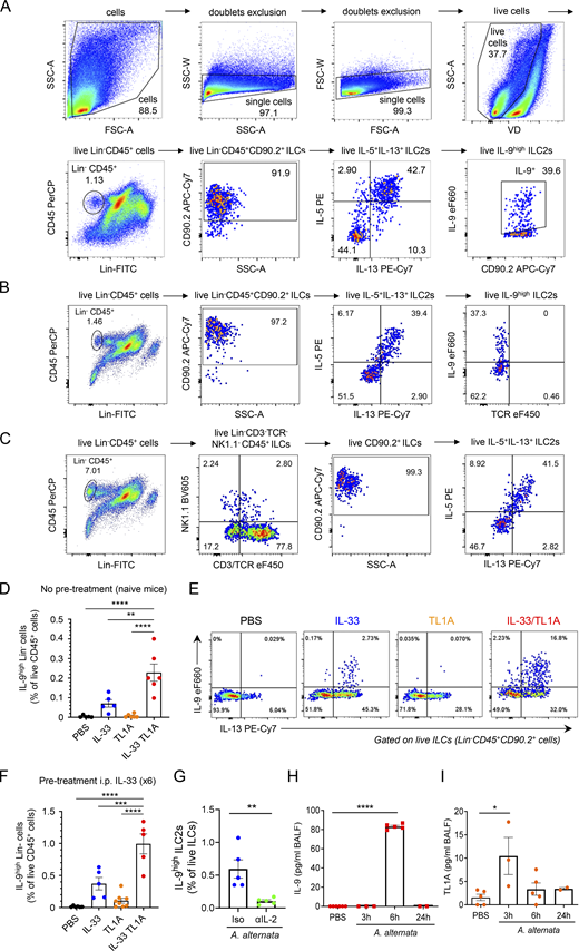IL-33 and TL1A synergistically induce IL-9-producing ILC2s in vivo. (A) Gating strategy and representative flow cytometry plots of live lung ILCs (live Lin−CD45+CD90.2+ cells), live lung IL-5+IL-13+ ILC2s (live IL-5+IL-13+ ILCs) and live lung IL-9high ILC2s (live IL-9high IL-5+IL-13+ ILC2s) in vivo in wild type (WT) C57BL/6J mouse, 14 h after a single i.n. administration of rIL-33 (1 μg) and rTL1A (5 μg). (B) Verification of the absence of contamination of the IL-5+IL-13+ ILC2s and IL-9high ILC2s populations by TCR+ cells (T cells and NKT cells) using anti-TCRβ and anti-TCRγδ antibodies. (C) Confirmation of the expression of IL-5 and IL-13 in live Lin−CD3/TCR−NK1.1−CD45+CD90.2+ lung ILCs using antibodies against CD3/TCR and NK1.1 with a different fluorescence from the Lin cocktail (CD4, CD19, CD45R, CD11b, CD11c, Ter119, Ly6G, FcεRI). (D and E) Frequency of lung IL-9highLin− cells among live CD45+ cells (D), and flow cytometry of IL-9highIL-13+ ILC2s (live IL-9highIL-13+Lin−CD45+CD90.2+ cells) (E) of WT mice 14 h after a single i.n. administration of PBS or rIL-33 (1 μg) and/or rTL1A (5 μg). Numbers inside outlined areas indicate the percent of cells in the relevant gate. (F) Frequency of lung IL-9highLin− cells among live CD45+ cells of WT mice pretreated with six daily i.p. injections of rIL-33 (days 1–6) prior to one i.n. injection of PBS or rIL-33 and/or rTL1A (day 7). Flow cytometry analyses were performed on day 8. (G) Frequency of IL-9high ILC2s among live ILCs (Lin−CD45+CD90.2+ cells) in the lungs of WT mice 6 h after a single i.n. administration of A. alternata extract (12.5 μg), with (αIL-2 mAb) or without (Iso, isotype control mAb) IL-2 blockade. (H and I) Analysis of IL-9 and TL1A release in BAL fluids by ELISA at different time points after the third exposure to A. alternata in a chronic exposure model (repeated i.n. administration of 12.5 μg A. alternata at days 0, 3, and 6). Each symbol represents an individual mouse and data are pooled from two (D and G) or three (F, H, and I) independent experiments. Data are expressed as mean (±SEM) with P values determined by unpaired two-tailed Student’s t tests (G) or one-way ANOVA followed by Dunnett’s multiple-comparison test (D, F, H, and I): * P < 0.05, ** P < 0.01, *** P < 0.001, **** P < 0.0001.