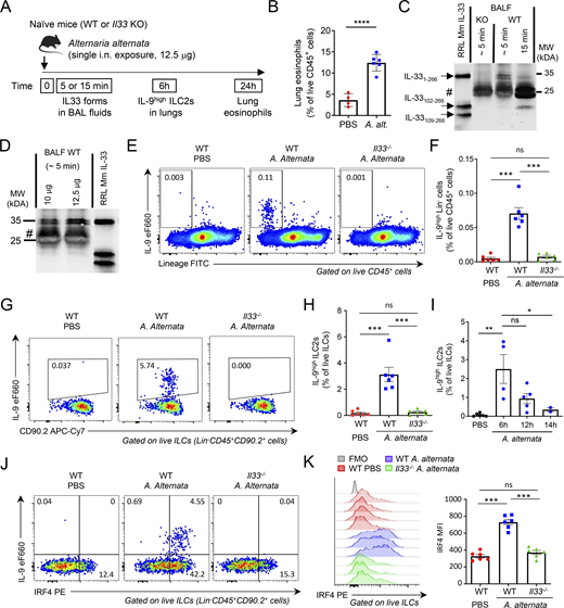 Endogenous IL-33 is essential for the induction of IL-9highILC2s during the initiation of allergic airway inflammation. (A) Treatment schedule of naïve wild type (WT, C57BL/6J) and Il33−/− (KO, C57BL/6J) mice. (B) Frequency of eosinophils (among live CD45+ cells) in the lungs of WT mice 24 h after treatment with a single dose (12.5 μg) of A. alternata. (C and D) IL-33 forms in BAL fluids from KO mice and WT littermates were analyzed by pull-down assays with ST2-Fc followed by immunoblot with anti-mouse IL-33 antibodies. Recombinant full-length IL-33 (IL-331–266), IL-33102–266, and IL-33109–266 murine proteins were used as controls in the assays. Naïve mice were exposed to a single i.n. dose of A. alternata extracts using different times of exposure (C, 12.5 μg of A. alternata) or different amounts of the allergen (D). #, non-specific bands. Blots are representative of two independent experiments. (E–H) Flow cytometry and frequency of IL-9highLin− cells among live CD45+ cells (E and F) and IL-9high ILC2s among live ILCs (Lin−CD45+CD90.2+ cells) (G and H) in the lungs of WT (Charles River) or Il33 KO mice 6 h after a single i.n. exposure to A. alternata. (I) Frequency of IL-9high ILC2s among live ILCs (Lin−CD45+CD90.2+ cells) in the lungs of WT mice at different time points after a single allergen exposure. (J and K) Flow cytometry analysis of IL-9 and IRF4 expression in ILC2s (J) and MFI of IRF4 in ILC2s (K) in the lungs of WT (Charles River) or Il33 KO mice 6 h after a single allergen exposure. Numbers inside outlined areas indicate the percent of cells in the relevant gate (E, G, and J), and data are representative of two independent experiments (mice per group: n = 6). Each symbol represents an individual mouse (B, F, H, I, and K) and data are pooled from two (B, F, H, and K) or three (I) independent experiments. Data are expressed as mean (±SEM) with P values determined by unpaired two-tailed Student’s t test (B) or one-way ANOVA followed by Tukey’s multiple-comparisons test (F, H, I, and K): ns, not significant, * P < 0.05, ** P < 0.01, *** P < 0.001, **** P < 0.0001. Source data are available for this figure: SourceData F6. Refer to the image caption for details.