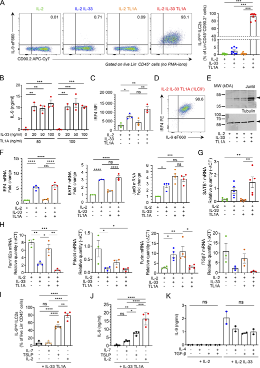 IL-33 and TL1A synergistically induce IL-9-producing ILC2s ex vivo. (A) Analysis of cultured lung ILC2s 14 h after ex vivo stimulation by rIL-2 (20 ng/ml) ± rIL-33 (20 ng/ml) ± rTL1A (50 ng/ml). Flow cytometry analysis of live Lin− CD45+ cells and frequency of IL-9high ILC2s (percentage of live Lin− CD45+ CD90.2+ cells) after cytokine treatment and incubation with brefeldin A (4 h), without restimulation by PMA and ionomycin. Numbers inside outlined area indicate percent of cells in the relevant gate and data are representative of eight independent experiments. (B) Concentration of IL-9 secreted by ILC2s treated with rIL-2 (20 ng/ml) and various concentrations of rIL-33 and rTL1A measured by ELISA. (C and D) MFI of nuclear factor IRF4 (C) and flow cytometry (D) of ILC2s 14 h after ex vivo stimulation of cultured ILC2s by rIL-2 (20 ng/ml) ± rIL-33 (20 ng/ml) ± rTL1A (50 ng/ml). Numbers inside outlined areas (D) indicate percent of cells in the relevant gate and data are representative of three independent experiments. (E) Immunoblot analysis of JunB and α-tubulin14 h after cytokine stimulation of lung ILC2s; Arrowheads indicate the migration of the protein of interest; cropped image. Data are representative of three independent experiments. (F–H) Relative mRNA expression levels by real time qPCR, 14 h after cytokine stimulation of lung ILC2s. Samples were normalized to the expression of HPRT and data are expressed relative to IL-2-stimulated ILC2s (F) or relative to HPRT mRNA quantity (G and H). (I and J) Analysis of mouse lung ILC2s 14 h after ex vivo stimulation by rIL-33 + rTL1A ± rIL-2 ± rIL-7 ± rTSLP. Frequency of IL-9high ILC2s (Lin− CD45+ CD90.2+ cells), after cytokines treatment and re-stimulation by PMA, ionomycin and brefeldin A (4 h, I). Concentration of IL-9 secreted by ILC2s, measured by ELISA (J). (K) Concentration of IL-9 (ELISA) secreted by ILC2s 14 h after ex vivo stimulation by rIL-2 ± rIL-33 ± rIL-4 ± rTGF-β. Each symbol represents an individual biological replicates with n = 2–5 independent experiments (A–C and F–K). Data are expressed as mean (±SEM) with P values determined by one-way ANOVA followed by Tukey’s (A, C, and F–J) or Dunnett’s (B and K) multiple-comparisons tests: ns, not significant, * P < 0.05, ** P < 0.01, *** P < 0.001, **** P < 0.0001. In H, all significant P values are annotated with stars, all other comparisons are not significant. Source data are available for this figure: SourceData FS3.