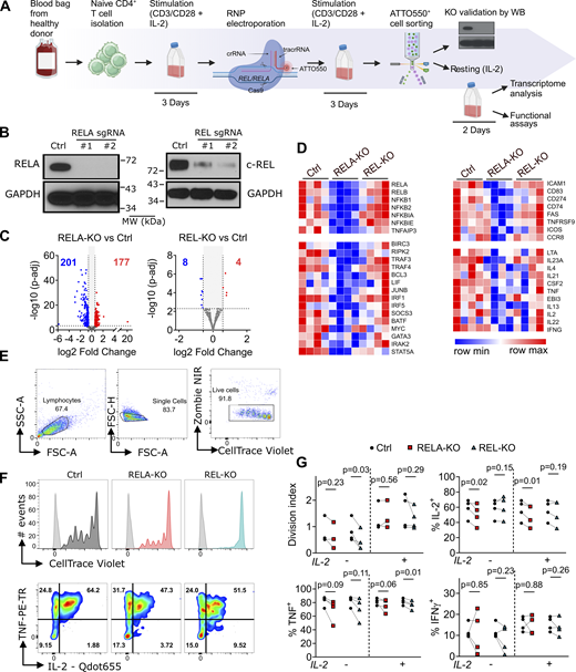 Separate roles of RELA and c-REL in human Tconv. (A) Experimental protocol; created with https://Biorender.com. (B) Western blot validation of gene editing efficacy after ATTO550+ live cell sorting (one representative of four experiments). (C and D) RNA-seq analysis following a 4 h stimulation with anti-CD3/CD28 and IL-2 (n = 4 experiments with one donor/experiment, sequenced simultaneously). (C) Volcano plot of DEGs (log2 fold change >0.58, P < 0.005). Bold numbers denote the number of downregulated (blue) and upregulated (red) genes. (D) Heatmaps of selected DEGs. (E–G) Gene-edited Tconv were sorted and rested for 2 days and then labeled with Cell Trace Violet (CTV) and stimulated 3 days with anti-CD3/CD28 and IL-2. Cells were analyzed by FACS after PMA-ionomycin restimulation. (E) Gating strategy for Tconv cell analysis. (F) Representative CTV (top, gray histograms denote unstained controls) and cytokine (bottom) staining (one representative of three experiments). (G) Cumulative data from n = 3–4 experiments with independent donors. Multiple paired T tests were used. Source data are available for this figure: SourceData F2. Refer to the image caption for details.