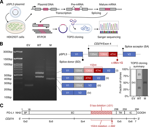 Analysis of the effect of the CD274 splice-site variant on mRNA splicing in an overexpression system. (A) Schematic diagram of an exon-trapping assay. A region of genomic DNA flanking the fourth exon of the canonical CD274 isoform with or without the c.682+1G>A splice-site in the homozygous state was inserted into the pSPL3 vector. The plasmids were used to transfect HEK293T cells and, 24 h later, the spliced mRNA product was recovered by RT-PCR and TOPO cloning, and subjected to Sanger sequencing. (B) Exon trapping. The schematic diagram shows the four types of cDNA identified, with the number of nucleotides in each region indicated. Representative data from two experiments are shown. (C) A schematic diagram of the CD274 mRNA and PD-L1 protein. Exon 1 is omitted because it contains no coding sequence. The red rectangle depicts the 51-amino acid in-frame deletion caused by the c.682+1G>A variant. SP, signal peptide; EC, extracellular domain; TM, transmembrane domain; IC, intracellular domain. Source data are available for this figure: SourceData F2.