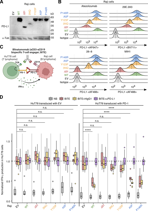 Analysis of the PD-L1 protein with in-frame deletion in an overexpression system. (A and B) PD-L1 protein levels. Raji B-lymphoma cells were lentivirally transduced with cDNA encoding the WT or a mutant PD-L1 isoform, or with EV, and were then subjected to selection on puromycin. PD-L1 protein levels were determined by (A) immunoblotting and (B) flow cytometry with monoclonal antibodies (mAb) against PD-L1. In B, a vertical dotted line within a histogram indicates the median. Representative results from two experiments are shown. (C and D) PD-1:PD-L1-mediated suppression assay. (C) Schematic diagram. HuT78 T-lymphoma cells lentivirally transduced with EV or with WT PD-1 were cocultured with Raji cells transduced with EV or a WT or mutant PD-L1 isoform for 24 h without stimulation or with blinatumomab (CD3-CD19 bispecific antibody, BiTE). Secretion inhibitors were added for the last 6 h. IFN-γ production was quantified by intracellular flow cytometry. The effect of anti-PD-L1 neutralizing mAb (equivalent to atezolizumab) or its isotype control was also assessed in this system. (D) Summary plot. The readout (percentage of IFN-γ+ HuT78 cells) was normalized against the mean in the “BiTE plus anti-PD-L1 antibody” group. Results from two independent experiments with 12 technical replicates in total were compiled. Statistical significance was determined for differences between EV and each PD-L1 construct in BiTE-stimulated conditions by two-tailed Wilcoxon’s rank sum tests with FDR adjustment. n.s., not significant. ****, P < 0.0001. Source data are available for this figure: SourceData F3. Refer to the image caption for details.