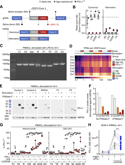 Analysis of endogenously expressed CD274 mRNA and PD-L1 protein in the patients’ leukocytes. (A, B, and D) Bulk RNASeq analysis. PBMCs from the two PD-L1-deficient siblings (ages 11 and 10 years), and adult and age-matched controls were either left non-stimulated or were stimulated with lipopolysaccharide (LPS), anti-CD2/CD3/CD28 mAb cocktail, or phorbol 12-myristate 13-acetate and ionomycin (P/I) for 24 h. (A) A schematic diagram of the CD274 mRNA exon 3-4-5 splice junctions in the cells of healthy donors (canonical) and the patients (alternative). (B) Ratio of read counts supporting the canonical and alternative exon 4–5 splice junction to read counts for the exon 3–4 splice junction. (C) RT-PCR products with a primer pair amplifying the whole CD274 coding sequence derived from the total RNA of PBMCs stimulated with LPS for 24 h. (D) Expression levels (transcripts per million reads; TPM) for each CD274 exon. (E) Western blot analysis for PD-L1 in PBMCs. PBMCs from the two PD-L1-deficient siblings (aged 11 and 10 years), their mother, and two healthy controls were either left non-stimulated or were stimulated with PHA overnight. Cell lysates were either left untreated or were treated with PNGase F, as indicated. (F) Densitometry results for the western blot shown in E. Values are normalized against the density of the loading control (HSP90). (G) Surface PD-L1 expression. PBMCs from the two PD-L1-deficient siblings (aged 11 and 10 years) and adult and age-matched controls were either left non-stimulated or were stimulated with IFN-α2, LPS, or anti-CD3/CD28 mAb-conjugated beads for 24 h. The level of PD-L1 expression on the surface of the cells of the different leukocyte subsets was determined by flow cytometry with two different mAbs against human PD-L1. (H) IFN-γ neutralization assay. PBMCs from healthy controls were either left non-stimulated or were stimulated with anti-CD3/CD28 mAb-conjugated beads for 24 h in the presence of anti-IFN-γ neutralizing mAb or its isotype control. PD-L1 levels were determined by flow cytometry with the 29E.2A3 clone. The horizontal dotted line indicates the level of background fluorescence determined with an isotype control for 29E.2A3. In B and G, bars represent the mean and SEM. In A–D and G, the experiments were performed once. In E and F, representative data from two experiments are shown. In H, results from three experiments (six donors in total) with technical duplicates are compiled. Statistical significance was determined for differences between IFN-γ neutralization and isotype control in anti-CD3/CD28-stimulated conditions by two-tailed paired Wilcoxon signed rank tests with FDR adjustment. **, P <0.01. Source data are available for this figure: SourceData F4. Refer to the image caption for details.