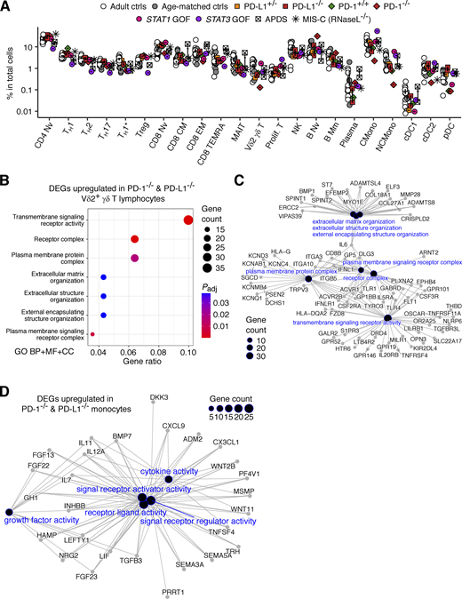 Single-cell transcriptomic analysis. scRNASeq was performed on cryopreserved PBMCs from the two PD-L1-deficient siblings (aged 11 and 10 years), their mother, and adult and age-matched controls. Previously generated datasets for healthy and diseased controls, including the PD-1-deficient child and his healthy brother, were also integrated into the analysis (Lee et al., 2023; Ogishi et al., 2021). Cell subsets were identified by unsupervised clustering followed by automated (i.e., SingleR) and manual annotation. (A) Frequencies of transcriptionally determined leukocyte subsets. (B–D) Pseudobulk DE analysis was performed to compare individuals with PD-1 or PD-L1 deficiency and age-matched controls, including the PD-1-deficient patient’s brother and an age-matched control for the PD-L1-deficient siblings. DE genes (DEGs) were defined as genes with |log2FC| > 2 relative to age-matched controls. (B) Geneset overrepresentation analysis. DEGs upregulated in Vδ2+ γδ T cells from PD-1- and PD-L1-deficient patients relative to age-matched controls were projected onto the gene ontology (GO) gene sets (BP for biological process, MF for molecular function, and CC for cellular component). GO gene sets for which significant enrichment was detected are shown. (C and D) Gene network plots for (C) Vδ2+ γδ T cells and (D) monocytes (classical and non-classical combined). DEGs contributing to a given GO term are connected by edges.
