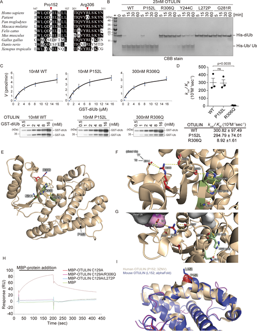 Arg306 to Gln variant reduces the catalytic activity of OTULIN. (A) Multiple sequence alignments of the residues surrounding Pro152 and Arg306 in OTULIN. Residues Pro152 and Arg306 are indicated by red arrowheads. (B) Hydrolysis of M1-linked His-diUb (2.5 µM) by recombinant OTULIN (WT and mutants; 25 nM) at the indicated time points, as visualized by CBB staining of SDS-PAGE gels. (C and D) Kinetic parameters determined by hydrolysis of M1-linked GST-diUb by 10 nM OTULINWT or OTULINP152L, or 300 nM OTULINR306Q (C), along with rate constants (D). Data are performed with three independent experiments and expressed as the mean ± SEM. Statistical significance was assessed by one-way ANOVA. ns (not significant; P > 0.05) (E) Overall view of the OTU domain of OTULIN showing the position of Pro152 and Arg306 (PDB ID 3ZNV). (F and G) Role of Arg306 at the junction of the distal Ub binding site and in the catalytic core of OTULIN. While F shows the free structure of OTULIN (PDB ID 3ZNV), G displays the M1-linked diUb-bound structure (PDB ID 3ZNZ). (H) The affinity of recombinant catalytically inactive OTULIN mutants for M1-linked GST-diUb was measured by SPR. Catalytically inactive MBP-OTULINC129A (orange), MBP-OTULINC129A/R306Q (red), MBP-OTULINC129A/L272P (light blue), or control MBP protein (green) were used as analytes. (I) Visualization of the positioning of the sidechain of OTULIN residue 152 using an AlphaFold model of mouse OTULIN (blue ribbon; the Leu152 sidechain is represented by blue sticks) superimposed onto the crystal structure of human OTULIN (beige; the Pro152 sidechain is represented by red sticks; PDB ID 3ZNV). Source data are available for this figure: SourceData F3.