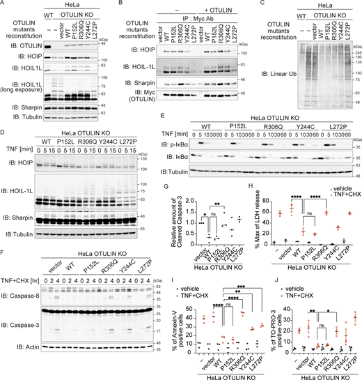 The Arg306 to Gln variant accelerates TNF stimulation–dependent cell death. (A–G) To analyze the intracellular function of OTULIN, HeLa OTULIN KO cells were reconstituted with an empty vector or with different myc-tagged OTULIN constructs, as indicated. (A and C) The amount of OTULIN, LUBAC components (A), and linear Ub (C) under unstimulated conditions. Data are representative of four (A) or five (C) independent experiments. Quantification and statistical analysis of the amount of linear ubiquitin is shown in Fig. S2 B. (B) Interaction between LUBAC components and OTULIN mutants. Myc-tagged immunoprecipitates were incubated with or without the recombinant OTULIN OTU domain and analyzed by immunoblotting (IB). Data are representative of two independent experiments. (D) Modification of LUBAC components in response to stimulation with FLAGHis-TNF (100 ng/ml). Data are representative of three independent experiments. (E) Immunoblot analysis of IκBα phosphorylation and degradation in the indicated cells treated with TNF (10 ng/ml) at the indicated times. Data are representative of three independent experiments. (F and G) Activated caspase proteins in the indicated cells in response to stimulation with TNF (10 ng/ml) and CHX (20 μg/ml). Densitometry analysis of cleaved caspase-3 was performed at 4 h after stimulation (G). Data are representative of three independent experiments and expressed as the mean ± SEM. (H) Death of the indicated cells following treatment with TNF (10 ng/ml) and CHX (20 µg/ml) was monitored in an LDH activity assay. Data are representative of three independent experiments and expressed as the mean ± SEM. (I and J) Percentage of Annexin-V and TO-PRO-3–positive cells in the indicated cell populations in response to stimulation with TNF (10 ng/ml) and CHX (20 µg/ml) for 14 h. Data are representative of three independent experiments and expressed as the mean ± SEM. (G–J) Statistical significance was assessed by one-way ANOVA. ns (not significant; P > 0.05), *P < 0.05, **P < 0.01, ***P < 0.001, or ****P < 0.0001. Source data are available for this figure: SourceData F4. Refer to the image caption for details.