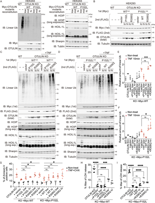 The Arg306 to Gln variant acts in a dominant-negative manner. (A) HEK293 OTULIN KO cells were reconstituted with the myc-tagged OTULIN WT or P152L constructs, as indicated. Low, mid, and high represent the amount of retrovirus infected to OTULIN KO cells. IB, immunoblot. (B) To analyze the dominant-negative effect of the OTULIN R306Q variant, HEK293 OTULIN KO cells expressing OTULIN WTmid or P152Lmid were reconstituted with the FLAG-tagged OTULIN constructs, as indicated. (C–F) Amount of linear ubiquitin, and modification of LUBAC components, in response to stimulation with TNF (10 ng/ml) for 10 min. Quantification and statistical analysis of the amount of linear ubiquitin detected in C or D were shown in E and F, respectively. Data are representative of three independent experiments and are expressed as the means ± SEM. (G) Percentage of Annexin-V–positive cells in the indicated cells in response to stimulation with TNF (10 ng/ml) and CHX (20 µg/ml) for 4 h. Data are expressed as the mean ± SEM. (H and I) Death of the indicated cells following treatment with TNF (10 ng/ml) and CHX (20 µg/ml) for 6 h was monitored in an LDH activity assay. Four or five independent experiments were performed, without or with TNF+CHX, respectively. Data are expressed as the mean ± SEM. (E–I) Statistical significance was assessed by one-way ANOVA. ns (not significant; P > 0.05), *P < 0.05, **P < 0.01, ***P < 0.001, or ****P < 0.0001. Source data are available for this figure: SourceData F7.