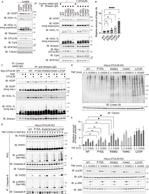 The Arg306 to Gln mutation accelerates TNF stimulated modification of LUBAC. (A) Analysis of the interaction between LUBAC components, OTULIN mutants, Cyld, and SPATA2. The indicated antibodies were used to co-precipitate LUBAC components and DUBs from HeLa OTULIN KO cells stably expressing the indicated OTULIN mutants. The immunoprecipitates were incubated at 37°C for 30 min with or without the recombinant OTULIN OTU-domain, and then analyzed by immunoblotting (IB). Data are representative of two independent experiments. (B) Relative amount of linear ubiquitin in the indicated HeLa cells. Five independent experiments were performed. Statistical significance was determined by one-way ANOVA. ns (not significant), or ****P < 0.0001. (C) Immunoblot analysis of LUBAC modifications in HeLa OTULIN KO cells stably expressing the indicated OTULIN mutants and treated for 10 min with TNF (10 ng/ml). Immunoprecipitates (obtained using the indicated antibodies) were also incubated at 37°C for 30 min with or without the recombinant OTULIN OTU-domain, and then analyzed by immunoblotting. Data are representative of two independent experiments. (D and E) Immunoblot analysis of linear ubiquitin in the same lysate shown in Fig. 4 E. Densitometry analysis of linear ubiquitin was performed. Data are representative of three independent experiments and expressed as the mean ± SEM. Statistical significance was assessed by two-way ANOVA. ns (not significant), or *P < 0.05. (F) Immunoblot analysis of the MAPK pathway in the same lysate is shown in Fig. 4 E. Data are representative of three independent experiments. (G) Purification of cell death–inducing Complex II (anti-caspase-8 immunoprecipitates) from the indicated cells. Cells were stimulated for the indicated times with TNF (10 ng/ml), CHX (20 µg/ml), or Z-VAD-FMK (10 µM). Data are representative of three independent experiments. Source data are available for this figure: SourceData FS2.