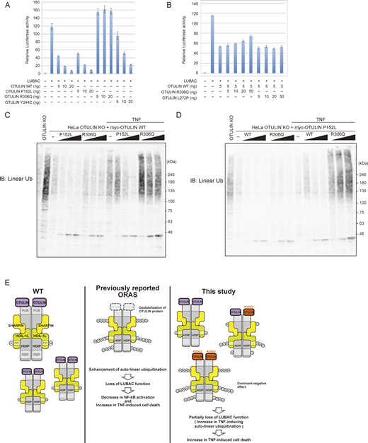 The Arg306 to Gln variant has a dominant-negative effect. (A and B) Luciferase activity of each OTULIN mutant (A), and coexpression with OTULIN WT and OTULINR306Q or OTULINL272P (B). HEK293T cells were transfected with the indicated amounts of plasmid, and luciferase activity was measured. Error bars represent the standard deviation from triplicate experiments. (C and D) The amount of linear ubiquitin in response to stimulation by TNF (10 ng/ml) for 10 min. IB, immunoblot. C shows myc-OTULIN WT expressing cells, and D shows myc-OTULIN P152L expressing cells. (E) Schematic showing the cellular effects of OTULIN mutations. Source data are available for this figure: SourceData FS5.