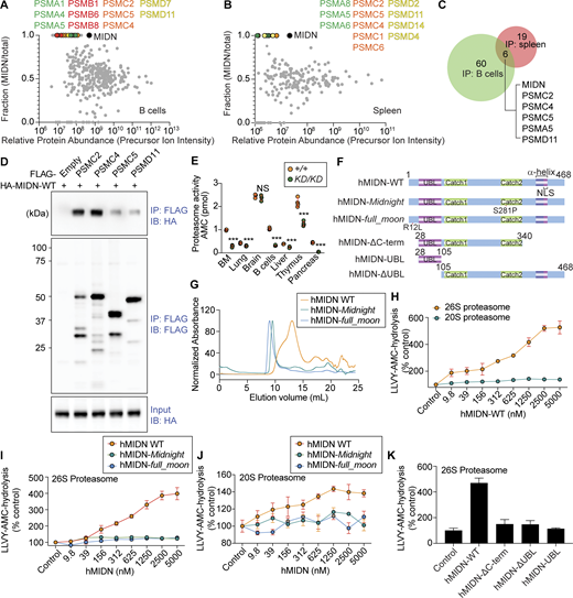 Proteasomes interact with and require MIDN for activity in B cells and MIDN stimulates proteasome activity in vitro. (A and B) MIDN interactors identified by co-IP combined with LC-MS/MS using lysates of B cells (A) or spleen (B) from MidnFlag/Flag mice or WT mice. Relative protein abundance calculated using precursor ion intensities (abundance in MIDN IP divided by the sum of abundances in MIDN and WT control IP) is plotted on the y axis. y = 0.5 indicates equivalent abundance in the MIDN IP and WT control IP. y > 0.5 indicates enrichment in the MIDN IP with y = 1 indicating the protein was exclusively detected in the MIDN IP. Proteasome components were absent in WT control samples subjected to the same pull-down procedure but lacking the knock-in FLAG tag. Proteasome 20S particle alpha subunits (green) and beta subunits (red); proteasome 19S particle base subunits (orange) and lid subunits (yellow). (C) Summary of MIDN interactors identified in the two experiments in A and B. (D) Confirmation of interactions between MIDN and 19S components. HEK293T cells transiently expressing each protein were lysed, and then lysates were mixed and subjected to immunoprecipitation using anti-FLAG M2 agarose followed by immunoblot analysis with antibodies against HA or FLAG. (E) Proteasome peptidase activity as measured by AMC fluorescence after hydrolysis of LLVY-AMC in lysates of the indicated tissues from MidnKD/KD and WT littermates (n = 3 mice/genotype in bone marrow and brain, 4 mice/genotype in lung, B cells, liver, thymus, and pancreas). (F) Human MIDN constructs used for protein biochemistry studies. (G) Size exclusion chromatography profiles of hMIDN-WT, hMIDN-Midnight, and hMIDN-full_moon. (H–J) In vitro peptidase activity of purified 26S or 20S proteasomes (1 nM) as measured by AMC fluorescence after hydrolysis of LLVY-AMC (10 μM) in the presence of ATP (0.2 mM). Purified hMIDN-WT, hMIDN-Midnight, or hMIDN-full_moon was added at the indicated concentrations, or no hMIDN was added (Control). (K) In vitro peptidase activity of 26S proteasomes assayed as in H with the indicated purified hMIDN proteins added at 5 μM, or without hMIDN (Control). In H–K, activity is plotted relative to the activity of each type of proteasome without added MIDN proteins (Control, set at 100%) (n = 3 reactions per condition). Data are representative of one (A and B), two (D), three (G–K), or four independent experiments (E). Data points represent individual mice (E). Error bars indicate SD. P values were determined by Student’s t test (E and H) or one-way analysis of variance (ANOVA) with Dunnett’s multiple comparisons (I–K). *** P < 0.001; NS, not significant. Source data are available for this figure: SourceData F5.