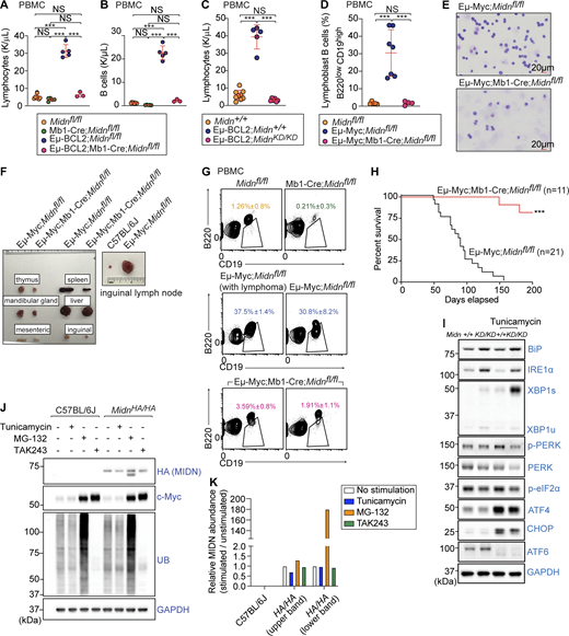 MIDN mutation or deletion suppressed elevated B cell numbers in genetic models of leukemia and lymphoma. (A and B) Lymphocytes (A) and B cells (B) in the blood of 8-wk-old mice with or without B cell–specific Midn deletion, and in Eμ-BCL2 mice with or without B cell–specific Midn deletion (n = 3 Eμ-BCL2;Mb1-Cre;Midnfl/fl, 5 Mb1-Cre;Midnfl/fl, 5 Eμ-BCL2;Midnfl/fl, 8 Midnfl/fl littermates). (C) Lymphocytes in the blood of 8-wk-old Eμ-BCL2 mice on a WT or MidnKD/KD background, and in WT control mice (n = 6 Eμ-BCL2;MidnKD/KD, 5 Eμ-BCL2;Midn+/+, 9 Midn+/+ littermates). (D and E) Frequency of B lymphoblasts (B220lowCD19high) in the blood (D) and representative blood smears (E) from 10-wk-old Eμ-Myc mice with or without B cell–specific Midn deletion, and control Midnfl/fl mice (n = 4 Eμ-Myc;Mb1-Cre;Midnfl/fl, 7 Eμ-Myc;Midnfl/fl, 5 Midnfl/fl littermates). (F) Representative photograph of thymi, spleens, livers, and lymph nodes (mandibular, mesenteric, and inguinal) from 16-wk-old Eμ-Myc mice with or without B cell–specific Midn deletion, and control WT (C57BL/6J) mice. (G) Representative flow cytometry plots showing B cells in the blood of 10-wk-old Eμ-Myc mice with or without B cell–specific Midn deletion, and control Midnfl/fl mice (n = 3 19-wk-old Eμ-Myc;Mb1-Cre;Midnfl/fl, 4 10-wk-old Eμ-Myc;Mb1-Cre;Midnfl/fl, 6 19-wk-old Eμ-Myc;Midnfl/fl (with lymphoma), 5 10-wk-old Eμ-Myc;Midnfl/fl, 5 Mb1-Cre;Midnfl/fl, and 12 Midnfl/fl littermates). Leukemic B cell precursors are CD19+B220low. Eμ-Myc;Midnfl/fl mice develop lymphadenopathy at different ages (range 10–19 wk), and plots are shown both for those that already developed and have yet to develop lymphadenopathy. (H) Survival curve of Eμ-Myc mice with or without B cell–specific Midn deletion. (I) Immunoblot analysis of the indicated UPR proteins in lysates of WT and MidnKD/KD splenic B cells after tunicamycin treatment or without treatment. Heterozygous carriers of the Mb1-Cre transgene were used in A–H. (J and K) Immunoblot analysis (J) and quantitation (K) of endogenous MIDN, c-Myc, ubiquitin, and GAPDH in splenic B cell lysates from WT and MidnHA/HA mice after tunicamycin (3.3 μM, 6 h), MG-132 (10 μM, 6 h), or TAK-243 (500 nM, 6 h) treatment or without treatment. Data are representative of two independent experiments. Data points represent individual mice (A–D). Error bars indicate SD. P values were determined by one-way analysis of variance (ANOVA) with Dunnett’s multiple comparisons (A–D) or log-rank test (H). *** P < 0.001; NS, not significant. Source data are available for this figure: SourceData F6.