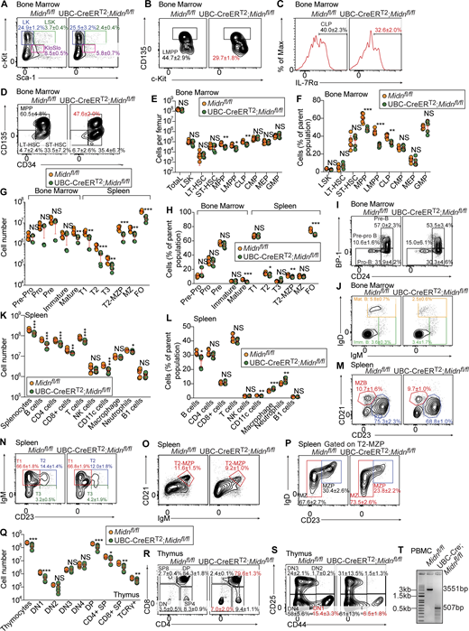 Analysis of HSPCs, B cell development, and T cell development in adult mice after acute deletion of Midn. (A–D) Representative flow cytometry plots of HSPC populations in 10-wk-old UBC-Cre-ERT2;Midnfl/fl and Midnfl/fl littermates (n = 6 mice/genotype) on day 13 after tamoxifen treatment. (E and F) Numbers (E) and frequencies (F) of bone marrow HSPC populations in 10-wk-old UBC-Cre-ERT2;Midnfl/fl and Midnfl/fl littermates (n = 6 mice/genotype) on day 13 after tamoxifen treatment. (G and H) Numbers (G) and frequencies (H) of B cell subpopulations in the bone marrow and spleen of 10-wk-old UBC-Cre-ERT2;Midnfl/fl and Midnfl/fl littermates (n = 6 mice/genotype) on day 13 after tamoxifen treatment. (I and J) Representative flow cytometry plots showing B cell development in the bone marrow of 10-wk-old UBC-Cre-ERT2;Midnfl/fl and Midnfl/fl littermates (n = 6 mice/genotype) on day 13 after tamoxifen treatment. (K and L) Numbers (K) and frequencies (L) of splenocytes and the indicated immune cell populations in the spleen of 10-wk-old UBC-Cre-ERT2;Midnfl/fl and Midnfl/fl littermates (n = 6 mice/genotype) on day 13 after tamoxifen treatment. (M–P) Representative flow cytometry plots showing B cell development in the spleen of 10-wk-old UBC-Cre-ERT2;Midnfl/fl and Midnfl/fl littermates (n = 6 mice/genotype) on day 13 after tamoxifen treatment. (Q) Numbers of thymocyte subpopulations in the thymus of 10-wk-old UBC-Cre-ERT2;Midnfl/fl and Midnfl/fl littermates (n = 6 mice/genotype) on day 13 after tamoxifen treatment. (R and S) Representative flow cytometry plots showing T cell development in the thymus of 10-wk-old UBC-Cre-ERT2;Midnfl/fl, and Midnfl/fl littermates (n = 6 mice/genotype) on day 13 after tamoxifen treatment. (T) PCR analysis of genomic DNA isolated from tamoxifen-treated UBC-Cre-ERT2;Midnfl/fl and Midnfl/fl mice. Midnfl allele product: 3,551 bp before or 507 bp after Cre-mediated deletion. Flow cytometry gating strategies to detect B cells, T cells, CD4 T cells, CD8 T cells, NK cells, CD11c+ cells, macrophages, neutrophils, and B-1 B cells in blood or spleen are shown in Fig. S17A of Zhong et al. (2023). Flow cytometry gating strategies to analyze B cell development in the bone marrow and spleen are shown in Fig. S3 of Choi et al. (2020). Flow cytometry gating strategies to analyze HSPC populations, except LMPP, are shown in Fig. S1 of Choi et al. (2020). Flow cytometry gating strategies to analyze LMPP are shown in Fig. S2 A of this paper. Data are representative of two independent experiments. Data points represent individual mice (E–H, K, L, and Q). Error bars indicate SD. P values were determined by Student’s t test (E–H, K, L, and Q). * P < 0.05; ** P < 0.01; *** P < 0.001; NS, not significant. Source data are available for this figure: SourceData F7.