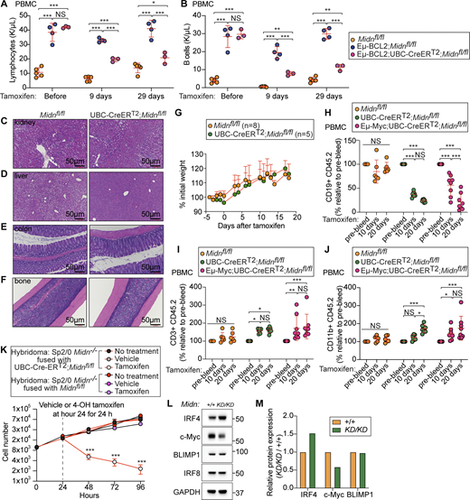 Acute deletion of Midn suppressed established lymphoproliferative disease. (A and B) Numbers of lymphocytes (A) and B cells (B) in the blood of 10-wk-old WT mice, Eμ-BCL2 mice, or Eμ-BCL2;UBC-Cre-ERT2;Midnfl/fl mice before tamoxifen treatment or on the indicated days after tamoxifen treatment (n = 3 Eμ-BCL2;UBC-Cre-ERT2;Midnfl/fl, 4 Eμ-BCL2;Midnfl/fl, 5 Midnfl/fl littermates). (C–F) Representative images of H&E stained tissue sections from kidney (C), liver (D), colon (E), and bone (F) of 10-wk-old Midnfl/fl and UBC-Cre-ERT2;Midnfl/fl littermates 10 days after tamoxifen treatment. (G) Body weights of 10-wk-old Midnfl/fl (n = 8 mice) and UBC-Cre-ERT2;Midnfl/fl littermates (n = 5 mice) on the indicated days after tamoxifen treatment. (H–J) 12 wk after transplantation of bone marrow from mice of the indicated genotypes into lethally irradiated CD45.1 WT recipient mice, peripheral blood CD19+ cells (B cells) (H), CD3+ cells (T cells) (I), and CD11b+ cells (J) of donor origin (CD45.2) were analyzed by flow cytometry before (pre-bleed) and 10 and 20 days after tamoxifen treatment. Cell counts are normalized to pre-bleed cell counts (n = 8 Eμ-Myc;UBC-Cre-ERT2;Midnfl/fl recipients, 8 Eμ-Myc;Midnfl/fl recipients, 6 Midnfl/fl recipients). (K) Growth curve of Sp2/0 Midn−/− cells rescued by fusion with B cells from UBC-Cre-ERT2;Midnfl/fl or Midnfl/fl mice (which express MIDN) (n = 4 wells/genotype or treatment). Midn was then deleted in the fused cells by tamoxifen treatment for 24 h beginning at hour 24 in culture. (L and M) Immunoblot analysis (L) and quantitation (M) of the indicated proteins in lysates of WT and MidnKD/KD B cells. Data are representative of two independent experiments. Data points represent individual mice (A and B) or recipient mice (H–J). Error bars indicate SD. P values were determined by two-way analysis of variance (ANOVA) with Dunnett’s multiple comparisons (A, B, and G–K). * P < 0.05; ** P < 0.01; *** P < 0.001; NS, not significant. Source data are available for this figure: SourceData F8.