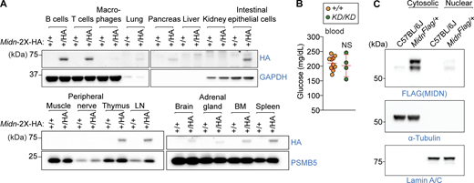 MIDN is expressed predominantly by lymphoid cells. (A) Immunoblot analysis of HA-tagged endogenous MIDN in lysates of the indicated tissues from 8-wk to 3-mo-old mice. GAPDH or PSMB5 were used as loading controls. (B) Normal blood glucose in MidnKD/KD mice. Serum glucose concentration in 8-wk-old MidnKD/KD and WT littermates (n = 4 KD/KD, 10 WT littermates). (C) Immunoblot analysis of FLAG-tagged endogenous MIDN in subcellular fractions of B cell lysates from 8-wk to 3-mo-old WT or MidnFlag/+ mice. α-tubulin and lamin A/C were used as cytosolic and nuclear loading controls, respectively. Data are representative of two independent experiments. Data points represent individual mice (B). Error bars indicate SD. P values were determined by Student’s t test (B). NS, not significant. Source data are available for this figure: SourceData FS3.