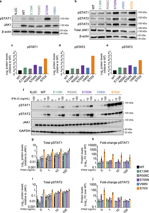 In vitro assessment of prototype JAK1 variants reveals baseline and cytokine-induced GoF in STAT phosphorylation and ISG production. (a) Western blot analysis of pSTAT1, JAK1, and β-actin (endogenous loading control) protein levels in stably transduced U4C cells expressing doxycycline-inducible fLUC or JAK1 constructs. Representative images are shown from three independent experiments for each variant. (b) Western blot analysis of pSTATs1-3, JAK1, and β-actin (endogenous loading control) protein levels in transfected U4C cells (JAK1 null) expressing either WT or variant JAK1 constructs. Representative images are shown from two independent experiments for each variant. (c–e) Band densitometry quantifying the levels of JAK1-relative (c) pSTAT1, (d) pSTAT2, and (e) pSTAT3 in lanes from panel b. Protein levels represented as log2-transformed β-actin–normalized protein levels relative to β-actin–normalized JAK1 levels from the same lane. (f) Western blot analysis of pSTAT1, pSTAT2, JAK1, and GAPDH (endogenous loading control) protein levels in stably transduced U4C cells expressing doxycycline-inducible fLUC or JAK1 constructs. Each lane corresponds to independent wells, which were doxycycline-induced then cytokine stimulated with the indicated doses of IFN-λ2 (0, 1, 10, 100 ng/ml). Representative images are shown from three independent experiments for each variant. (g–j) Band densitometry quantifying pSTAT1 (g and h) and pSTAT2 (i and j) protein levels in cells expressing JAK1 variants. Protein levels represented as GAPDH-normalized pSTAT levels relative to GAPDH-normalized JAK1 levels from the same lane (g and i), and as fold change in GAPDH-normalized relative pSTAT levels versus the WT condition (h and j). Each point represents an individual replicate for each variant from n = 7 total experiments. Lines and whiskers represent the mean ± SEM. Source data are available for this figure: SourceData F2. Refer to the image caption for details.