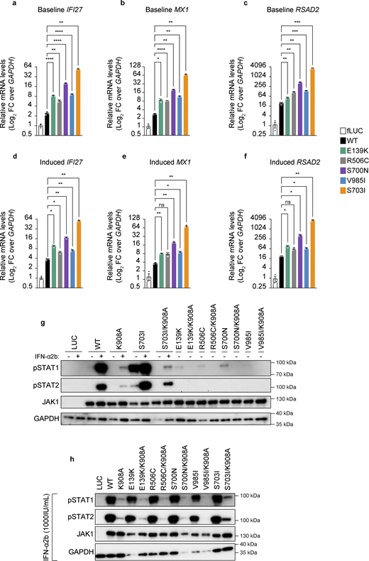 In vitro assessment of baseline pSTAT activity on transcription and trans-regulation by JAK1 variants. (a–f) ISG (IFI27, MX1, and RSAD2) mRNA levels assessed by RT-qPCR of RNA from stably transduced and induced U4C cells that were stimulated with (a–c) mock or (d–f) IFN-α2b (1,000 IU/ml) for 30 min, then rested for 12 h. ISG levels are represented as log2-transformed relative mRNA levels over the endogenous control transcript, GAPDH. Each individual point represents the average of technical triplicates from a single well (n = 3 wells per condition). Lines and whiskers represent the mean ± SEM from three wells. P values indicated above bars were obtained by statistical testing by one-way ANOVA with Dunnett’s T3 comparison test, with statistical assessment as follows: *P < 0.05; **P < 0.005; ***P < 0.0005; ****P < 0.0005; ns = not significant. Representative data shown from experiments conducted three independent times for each condition. (g and h) Western blot analysis of pSTAT1-2, JAK1, and GAPDH (endogenous loading control) protein levels in stably transduced U4C cells expressing doxycycline-inducible variant JAK1 constructs (single mutants) or catalytically dead variant JAK1 constructs (double mutants). In panel g, minus signs (−) indicate mock stimulated cells, and plus signs (+) indicate IFN-α2b (1,000 IU/ml) stimulated cells. In panel h, all lanes represent cells stimulated with IFN-α2b (1,000 IU/ml). Source data are available for this figure: SourceData F3. Refer to the image caption for details.