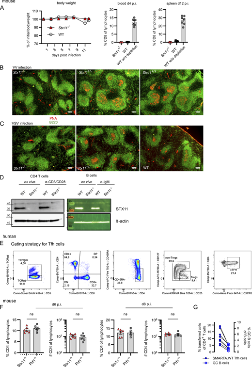 STX11 in T and B cells. Mouse: (A) Efficiency of CD8 T cell depletion showing body weight over time (left) and frequency of CD8 T cells in the blood d4 p.i. and d12 in the spleen p.i. Related to Fig. 2 A. (B and C) Representative spleen sections d14 p.i. with VV (B) or VSV (C) in Stx11−/−, Stx11+/−, and Stx11+/+ mice. Scale bar 100 µm, B220 (B cell area) in green and PNA (GC-B cells) in red. (D) Western blot (5 µg total protein) of STX11 expression in naive and stimulated purified splenic CD4 T cells and B cells from WT (Stx11+/+) and Stx11−/− mice. Molecular mass is shown in kilodaltons. Human: (E) Gating strategy for Tfh cells; related to Fig. 3 A. Mouse: (F) CD4 T cell percentages and frequencies in spleen d6 (Stx11−/−n = 6, Prf1−/−n = 6) and d8 (Stx11−/−n = 6, Prf1−/−n = 5) p.i. with 200 PFU LCMV; each n = 2 independent experiments. (G) Correlation between frequencies of transferred SMARTA.WT into Stx11−/− (n = 8) mice and GC B cell frequencies after d12 p.i. with 200 PFU LCMV of n = 2 independent experiments. (A–G) Mean and SEMs are shown of Mann–Whitney U test, depending on normal distribution; ns indicates not significant. Source data are available for this figure: SourceData FS2. Refer to the image caption for details.