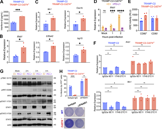 PD-L1 inhibits the type I IFN response to VSVΔ51. (A and B) IFN-β protein in culture supernatant (by ELISA, A) or transcript levels (by qPCR, B) were quantified following infection with VSVΔ51-YFP for 8 h. Statistical analysis with two-tailed unpaired Student’s t test. (C) Expression of ISGs was quantified following infection with VSVΔ51-YFP for 8 h. Statistical analysis with two-tailed unpaired Student’s t test. (D) TRAMP-C2-Cd274−/− transduced with PD-L1 or empty vector (EV) were infected with VSVΔ51-YFP at MOI 0.1 and analyzed by qPCR at indicated times after infection to quantify Ifnb1 transcripts. The data depicted are representative of three performed with similar results. Statistical analysis by two-way ANOVA with Šídák’s correction for multiple comparisons. (E) Type I IFN in culture supernatant was quantified using the L929-ISRE reporter cell line, in CD80+ and CD80− cells isolated by FACS and infected with VSVΔ51-YFP for 8 h. The experiment depicted is representative of three performed with similar results. Statistical analysis by one-way ANOVA with Šídák’s correction for multiple comparisons. RLU, relative luciferase units. (F) TRAMP-C2 and TRAMP-C2-Cd274−/− were pre-treated for 24 h with 5 µg of PD-L1 antibodies, and infected with VSVΔ51-YFP at MOI 0.1 for 8 h prior to qPCR analysis. The experiment depicted is representative of three performed with similar results. Statistical analysis by two-way ANOVA with Šídák’s correction for multiple comparisons. (G) TRAMP-C2-Cd274−/− cells transduced with PD-L1 or empty vector were infected with VSVΔ51-YFP at MOI 0.1 and analyzed by western blotting at indicated times after infection. The images depicted are representative of three performed with similar results. Molecular weight values are indicated in kilodaltons (kD). (H) TRAMP-C2 and TRAMP-C2-Cd274−/− were pre-treated with 25 µg of anti-IFNAR1 for 24 h, followed by infection with VSVΔ51-YFP at MOI 0.1 for 24 h prior to analysis by Coomassie staining or flow cytometry. The experiments depicted are representative of three performed with similar results. Statistical analysis by two-way ANOVA with Šídák’s correction for multiple comparisons. For all panels: ****P < 0.0001; ***P < 0.001; *P < 0.05; P > 0.05 not significant (ns). Source data are available for this figure: SourceData F2.