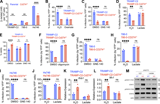 PD-L1 inhibits type I IFN via lactate dynamics. (A) Lactate quantification in TRAMP-C2, 786-0, or Hs746 culture supernatant. n = 3 biological replicates. Statistical analysis by two-tailed unpaired Student’s t test. (B–F) TRAMP-C2 and TRAMP-C2-Cd274−/− cells were pre-treated with oxamate at 10 mM (B); GNE-140 at 10 µM (C); lactate at 5 mM (D); oligomycin at 0.2 µM (F) for 24 h, followed by infection with VSVΔ51-YFP at MOI 0.1 for 24 h prior to analysis by flow cytometry or Alamar Blue (E). Experiments depicted are representative of three performed with similar results. Statistical analysis by two-way ANOVA with Šídák’s correction for multiple comparisons. (G and H) 786-0 and 786-0-CD274−/− cells were pretreated with GNE-140 at 10 µM (G) or lactate at 5 mM (H) for 24 h, followed by infection with VSVΔ51-YFP at MOI 1 for 24 h prior to analysis by flow cytometry. The experiments depicted are representative of three performed with similar results. Statistical analysis by two-way ANOVA with Šídák’s correction for multiple comparisons. (I and J) Hs746 and Hs746-CD274−/− cells were pre-treated with GNE-140 at 10 µM (I) or lactate at 5 mM (J) for 24 h, followed by infection with VSVΔ51-YFP at MOI 0.1 for 24 h prior to analysis by flow cytometry. Experiments depicted are representative of three performed with similar results. Statistical analysis by two-way ANOVA with Šídák’s correction for multiple comparisons. (K and L) TRAMP-C2 and TRAMP-C2-Cd274−/− cells were pretreated with lactate at 5 mM for 24 h, followed by infection with VSVΔ51-YFP at MOI 0.1 for 8 h prior to qPCR analysis for Ifnb1 and Mx1. n = 3 biological replicates. Statistical analysis by two-way ANOVA with Šídák’s correction for multiple comparisons. (M) TRAMP-C2 and TRAMP-C2-Cd274−/− cells were pretreated with lactate at 10 mM for 24 h, followed by transfection with poly(I:C) for 6 h prior to western blotting analysis. The images depicted are representative of three with similar results. For all panels: ****P < 0.0001; **P < 0.01; P > 0.05 not significant (ns). Source data are available for this figure: SourceData F7. Refer to the image caption for details.