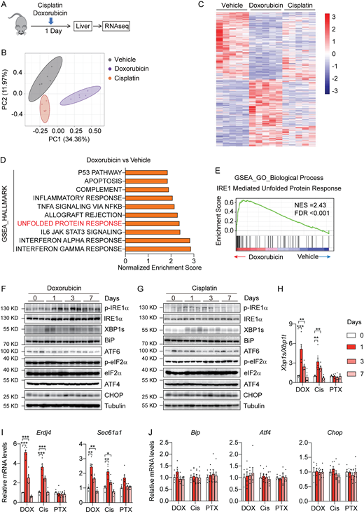 Hepatic IRE1α-XBP1 branch of the UPR is selectively activated by chemotherapy. (A) Schematic illustration of the experimental design. 8-wk-old C57BL/6 male mice were treated with Vehicle (n = 5), a single dose of DOX (10 mg per kg body weight, i.p., n = 5), or Cis (10 mg per kg body weight, i.p., n = 5) for 1 day before liver samples were collected for bulk RNA-seq. (B) Principal component analysis of transcriptomic data obtained by bulk RNA-seq of liver tissue from mice treated with Vehicle, DOX, or Cis for 1 day. (C) Heatmap visualization of the expression patterns of differentially expressed genes (DEGs) following chemotherapeutic drug administration. The cutoff values are |Log2(Foldchange)| > 0.5, and P value < 0.05. For each group, the expression value is shown for five mice. (D) The top 10 enriched HALLMARK pathways by GSEA, which are differentially regulated in livers from Vehicle- and DOX-treated mice. HALLMARK pathways are defined using FPKM (fragments per kilobase million) values of all the detected genes in livers from DOX-treated mice and ranked according to NES. (E) GSEA plot indicating the enrichment (NES = 2.43 and FDR q-value < 0.001) of “IRE1-mediated unfolded protein response” gene signature in DOX-treated mice. The solid bars represent individual genes in this gene set. (F and G) 8-wk-old C57BL/6 male mice were treated with a single dose of (F) DOX (10 mg per kg body weight, i.p.) or (G) Cis (10 mg per kg body weight, i.p.). Liver samples were collected at indicated time (0, 1, 3, and 7 days) after injection. Western blot analysis showing the levels of the indicated proteins in liver lysates from the indicated mice. Each sample represents an individual animal. Tubulin was used as a loading control. (H–J)Xbp1 mRNA splicing (H), mRNA levels of the indicated XBP1s target genes (I), and ER stress markers (J) in livers from mice treated with DOX (10 mg per kg body weight, i.p.), Cis (10 mg per kg body weight, i.p.), or PTX (10 mg per kg body weight, i.p.) for 0 (n = 4), 1 (n = 6), 3 (n = 6), and 7 days (n = 6). Data are representative of two independent experiments and presented as mean ± SEM. *P < 0.05, **P < 0.01, or ***P < 0.001 by one-way ANOVA (H–J). Source data are available for this figure: SourceData F1. Refer to the image caption for details.