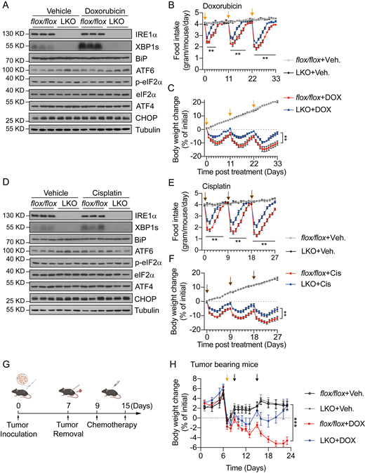 Hepatic IRE1α ablation alleviates chemotherapy-induced anorexia and body weight loss. (A) Western blot analysis of the indicated proteins in liver lysates from flox/flox (Ern1loxP/loxP, littermate controls) and LKO (Ern1loxP/loxP; Albumin-Cre) mice treated with a single dose of Vehicle or DOX (5 mg per kg body weight, i.p.). Liver samples were collected 1 day after injection. Each sample represents an individual animal. Tubulin was used as a loading control. (B and C) Daily food intake (B) and body weight changes (C) of the indicated groups following Vehicle (Veh.) or DOX injection. flox/flox+Veh., n = 6; LKO+Veh., n = 6; flox/flox+DOX, n = 6; LKO+DOX, n = 7. Yellow arrows indicate the time points of DOX injection (5 mg per kg body weight, i.p.). (D) Western blot analysis of the indicated proteins in liver lysates from flox/flox and LKO mice treated with a single dose of Vehicle or Cis (5 mg per kg body weight, i.p.). Liver samples were collected 1 day after injection. Each sample represents an individual animal. Tubulin was used as a loading control. (E and F) Daily food intake (E) and body weight changes (F) of the indicated groups following Vehicle (Veh.) or Cis injection. flox/flox+Veh., n = 6; LKO+Veh., n = 6; flox/flox+Cis, n = 8; LKO+Cis, n = 7. Brown arrows indicate the time points of Cis injection (5 mg per kg body weight, i.p.). (G) Schematic illustration of the experimental design. 8-wk-old male flox/flox and LKO mice were subcutaneously inoculated with Hepa1-6 cells to induce tumor formation. DOX (5 mg per kg body weight) or Vehicle was i.p. administered, and visible tumors were removed by surgery at the indicated time. (H) Body weight changes in tumor-bearing and -resected flox/flox and LKO mice treated with Vehicle or DOX. flox/flox+Veh., n = 10; LKO+Veh., n = 8; flox/flox+DOX, n = 12; LKO+DOX, n = 10. Yellow arrow indicates the time point of tumor removal. Black arrows indicate the time points of DOX or Vehicle treatment. Data are representative of two independent experiments and presented as mean ± SEM. **P < 0.01, or ***P < 0.001 by unpaired two-tailed Student’s t test (B, C, E, F, and H). Source data are available for this figure: SourceData F2. Refer to the image caption for details.