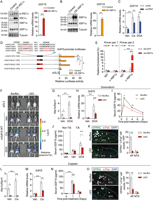 The IRE1α-XBP1 pathway mediates chemotherapy-induced hepatic GDF15 upregulation. (A and B) Western blot analysis of the indicated proteins (left) and RT-qPCR analysis of GDF15 mRNA abundance (right) in cell lysates of Huh7 cells transfected with control vector, or vector expressing IRE1α (OE-IRE1α) (A) or XBP1s (OE-XBP1s) (B). Tubulin was used as a loading control. (C)GDF15 mRNA levels in Huh7 cells transfected with control siRNA (si-NC) or ERN1 knockdown siRNA (si-ERN1) prior to treatment with DOX (0.01 μg/ml) or Cis (10 μM) for 48 h. n = 3 per group. (D) Schematic of the luciferase constructs of Gdf15 promoter with the ERSE-like sequence indicated. Luciferase reporter assays were performed by co-transfection of HEK293T cells with the control vector or pCMV-XBP1s plasmid together with Luc constructs under the control of the mouse Gdf15 promoter (WT) or those with mutant ERSE sequences (Mut1, Mut2, Mut3). n = 3 per group. (E) ChIP-qPCR analysis of XBP1s binding site on Gdf15 promoter was performed by overexpression of XBP1s in primary hepatocytes (n = 4). ChIP-qPCR of the segments containing XBP1s-binding site (−713 to −515) or no XBP1s-binding site (−1,459 to −1,327) within the Gdf15 promoter. (F)flox/flox (littermates) and LKO mice were engineered to express the empty control construct or the Gdf15-WT Luc reporter in livers. Luciferase activities were monitored in vivo by the imaging system under the indicated treatments. Mice were i.p. administered with DOX (5 mg per kg body weight) or Cis (5 mg per kg body weight) 24 h prior to luciferase assays. (G and H)Xbp1 mRNA splicing (G) and mRNA levels of Gdf15 (H) in livers from flox/flox and LKO mice following DOX treatment (5 mg per kg body weight, i.p.) for 1 day. flox/flox+Veh., n = 4; LKO+Veh., n = 5; flox/flox+DOX, n = 5; LKO+DOX, n = 7. (I) Circulating GDF15 protein levels in flox/flox (n = 7) and LKO (n = 7) mice at the indicated time points following DOX treatment (5 mg per kg body weight, i.p.). (J) Serum GDF15 protein levels in non-tumor-bearing (Non T.B.) flox/flox (n = 12) and LKO (n = 12) mice, and in tumor-bearing (T.B.) flox/flox and LKO mice treated with Vehicle (Veh.; n = 12 for flox/flox, n = 10 for LKO) or DOX (5 mg per kg body weight, i.p., n = 12 for each group) for 1 day. (K) Representative images of immunofluorescence staining against c-Fos and GFRAL at the AP and NTS of the murine brainstem (left). GFRAL+ c-Fos+ cells (indicated by arrowheads, left) in AP or NTS per high power field (HPF) were quantified (right). The frozen brainstem slides were from flox/flox and LKO mice at 1 day after DOX treatment (5 mg per kg body weight, i.p.). Scale bar, 100 μm. (L and M)Xbp1 mRNA splicing (L) and mRNA levels of Gdf15 (M) in liver samples from flox/flox and LKO mice following Cis treatment (5 mg per kg body weight, i.p.) for 1 day. flox/flox+Veh., n = 4; LKO+Veh., n = 5; flox/flox+Cis, n = 5; LKO+Cis, n = 5. (N) Circulating GDF15 protein levels in flox/flox (n = 10) and LKO (n = 10) mice at the indicated time points following Cis treatment (5 mg per kg body weight, i.p.). (O) Representative images of immunofluorescence staining against c-Fos and GFRAL at the area AP and NTS of the murine brainstem (left). GFRAL+ c-Fos+ cells (indicated by arrowheads, left) per HPF were quantified (right). The frozen brainstem slides were from flox/flox and LKO mice at 1 day after Cis treatment (5 mg per kg body weight, i.p.). Scale bar, 100 μm. Data are representative of three independent experiments (A–G) or two independent experiments (H–P) and presented as mean ± SEM. *P < 0.05, **P < 0.01, or ***P < 0.001 by unpaired two-tailed Student’s t test (A, B, I, K, and O) or two-way ANOVA (C–H, J, L–N). Source data are available for this figure: SourceData F4. Refer to the image caption for details.