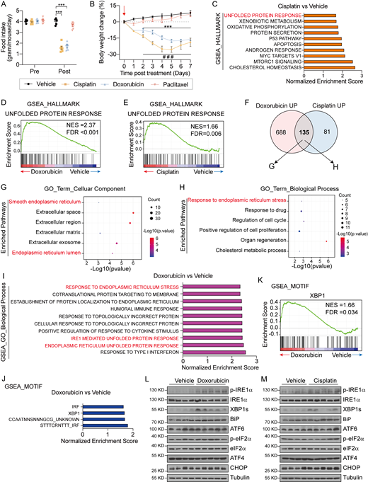 Chemotherapy with Cis and DOX causes anorexia and selective activation of the IRE1α-XBP1 pathway in the liver. Related to Fig. 1. (A and B) Food intake (A) and body weight changes (B) of C57BL/6 mice treated with one dose of Vehicle (i.p.), DOX (10 mg per kg body weight, i.p.), Cis (10 mg per kg body weight, i.p.) or PTX (10 mg per kg body weight, i.p.) at 1 day. Vehicle, n = 5; DOX, n = 7; Cis, n = 7; PTX, n = 7. (C) Top 10 enriched HALLMARK pathways by the GSEA that are differentially regulated between liver samples from Vehicle- and Cis-treated mice. HALLMARK pathways are defined using the FPKM values of all the detected genes in livers from Cis-treated mice, and ranked according to the NES. (D) GSEA showing DOX-induced enrichment of the “unfolded protein response” gene signature in the liver (NES = 2.37 and FDR q-value < 0.001). The solid bars represent individual genes in the “unfolded protein response” gene set. (E) GSEA showing Cis-induced enrichment of the “unfolded protein response” gene signature in the liver (NES = 1.66 and FDR q-value = 0.006). The solid bars represent individual genes in “unfolded protein response” gene set. (F) Venn diagram showing the upregulated genes (compared to Vehicle treatment) that overlapped in liver samples from DOX- and Cis-treated mice. (G and H) GO analysis of the 135 overlapping genes in F. (G) Bubble plot of the top six enriched pathways by GO Term Biological Process analysis. (H) Bubble plot of the top six enriched pathways by GO Term Cellular Component analysis. The diameter of the circle is proportional to the number of DEGs enriched in the indicated pathways. The color of the circle represents the value of −Log10(P value). (I) The top 10 enriched pathways from GO Biological Process analysis by GSEA based on differentially regulated genes in the liver between Vehicle- and DOX-treated mice. The enriched pathways are defined using the FPKM values of all the detected genes in livers from DOX-treated mice, and ranked according to the NES. (J) The top four enriched motifs according to the MOTIF analysis by GSEA of the liver from Vehicle- and DOX-treated mice. The enriched motifs are defined using the FPKM values of all the detected genes in liver samples from DOX-treated mice and ranked according to the NES. (K) GSEA showing the enrichment of “XBP1” target gene signatures in liver samples from DOX-treated mice (NES = 1.66 and FDR q-value = 0.034). The solid bars represent individual genes in the “XBP1” gene set. (L) Western blot analysis of the indicated proteins in liver lysates from 8-wk-old mice treated with a single dose of DOX (10 mg per kg body weight, i.p.). Liver samples were collected 1 day after injection. Each sample represents an individual animal. (M) Western blot analysis of the indicated proteins in liver lysates from 8-wk-old mice treated with a single dose of Cis (10 mg per kg body weight, i.p.). Liver samples were collected 1 day after injection. Each sample represents an individual animal. Data are representative of two independent experiments and presented as mean ± SEM. ***P < 0.001 (DOX versus Vehicle), ###P < 0.001 (Cis versus Vehicle) by unpaired two-tailed Student’s t test. Source data are available for this figure: SourceData FS1. Refer to the image caption for details.