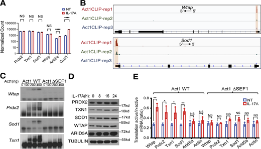 Act1’s binding to the 5′UTR of transcripts encoding Wtap and antioxidant proteins promotes their translation. (A) Normalized count of indicated genes in untreated and IL-17A–treated MEFs were measured by RNA-seq and analyzed using DEseq2. ****Padj < 0.0001. (B) Genome browser views of Act1 binding clusters on Wtap and Sod1 genes using the Integrative Genomics Viewer (IGV). Scaling was performed for visualization. (C) Binding of purified recombinant His-MBP-Act1 SEFIR domain (Act1 WT) and SEFIR1 deletion mutant (Act1 ΔSEF1) to the 5′UTR of Wtap, Prdx2, Sod1, and Txn1 were examined by REMSA. (D) Act1−/− MEFs reconstituted with FLAG-tagged wild-type (WT) Act1 by retroviral infection were treated with IL-17A. The cell lysates were then subjected to western blot analysis. (E) Act1−/− MEFs cells reconstituted retrovirally with either WT Act1 or Act1 ΔSEF1 were treated with IL-17A for 0 or 24 h, followed by fractionation. Indicated mRNAs from translation-active pools and translation-inactive pools were analyzed by RT-PCR and normalized to Gapdh. The graph shows the ratios of mRNAs from translation-active/inactive pools (mean and SD of three independent plates of cells). Two-tailed t test was performed. *P < 0.05, **P < 0.01, and ****P < 0.0001; NS, not significant. All data are representative of three independent experiments. Source data are available for this figure: SourceData F2. Refer to the image caption for details.