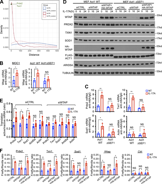 Act1 RNA binding activity is required for IL-17–induced m6A methylation of Act1 5′UTR targets and cap-independent translation. (A) Density plots corresponding to distances of Act1 binding sites on 5′UTR (red) and 3′UTR regions (blue) to the closest annotated m6A sites from the published database (GEO accession no. GSE147489) on gene transcripts. Random distances on each transcript region were used as control (dashed lines). (B) MOC1 cells, Act1 WT, or Act1 ΔSEF1 MEFs were treated with IL-17A, followed by methylated (m6A) RNA immunoprecipitation (MeRIP) and RT-PCR as described in the Materials and methods section. (C) WT Act1 or Act1 ΔSEF1 MEFs with and without IL-17A stimulation were subjected to methylated (m6A) RNA immunoprecipitation (MeRIP) followed by RT-PCR. Graphs show relative levels of indicated mRNAs normalized to Gapdh (mean and SD of three independent plates of cells). (D) WT Act1 or Act1 ΔSEF1 MEFs were transfected with siCTRL, siWTAP, or siWTAP+HA-WTAP. The transfected cells pretreated with rapamycin were treated with IL-17A, followed by western blot analysis. Vehicle control (DMSO) for rapamycin was shown in Fig. S3 C. (E) Act1 WT MEFs were transfected with siCTRL or siWTAP. The transfections of cells pretreated with rapamycin were either left untreated or IL-17A, followed by fractionation and RT-PCR normalized to Gapdh. Graph shows the ratios of mRNAs from translation-active/inactive pools (mean and SD of three independent plates of cells). (F) Wtap-knockdown MEFs with or without restoration of HA-WTAP (HA-WTAP) were analyzed using a bicistronic reporter system as described in Fig. 3 B. The transfected cells pretreated with rapamycin were treated with IL-17 for 24 h, followed by dual luciferase reporter assay. Graphs show firefly and renilla luciferase activity determined by luminescence (mean and SD of three independent plates of cells). Two-tailed t test was performed. All data are representative of three independent experiments. *P < 0.05, **P < 0.01; NS, not significant. Source data are available for this figure: SourceData F4. Refer to the image caption for details.