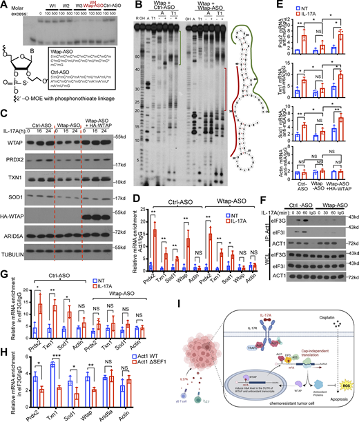 Wtap ASO inhibits Act1 binding to Wtap mRNA and diminishes IL-17–induced m6A methylation of the Act1 5′UTR targets and their translation. (A) Top panel: The Wtap ASO candidates (W1–4) were used to compete with Wtap 5′UTR probe for binding to Act1 SEFIR. Data are representative of three independent experiments. Bottom panel: Wtap-ASO and Ctrl-ASO were modified with 2′-MOE and phosphonothioate linkage. (B) Footprinting analysis of Act1–Wtap interaction. The 5′-end-labeled Wtap probe alone or together with Wtap ASO was incubated in the absence or presence of Act1 SEFIR. The reactions were then partially digested with RNases T1 or A. The alkali and sequencing (G and C + U) ladders are shown in the left lanes. The numbers to the left of the gels indicate the positions of nucleotides according to the numbering in the RNA structure graph. While Act1-SEFIR protected area is marked in green line, the ASO binding site is labeled in red line. (C) MOC1 cells were transfected with Wtap ASO with or without restoration of HA-tagged WTAP. The rapamycin pretreated transfected cells were treated with IL-17A, followed by western blot analysis. Vehicle control (DMSO) for rapamycin was shown in Fig. S4 D. (D) MOC1 cells transfected with Wtap or control ASO were pretreated with rapamycin and then treated with IL-17A, followed by RNA immunoprecipitation with anti-Act1 and RT-PCR. Relative values normalized against IgG control are shown (mean and SD of three independent plates of cells). (E) MOC1 cells were transfected with Wtap ASO with or without restoration of HA-tagged WTAP. The rapamycin pretreated transfected cells were treated with IL-17A, followed by methylated (m6A) RNA immunoprecipitation (MeRIP) and RT-PCR. Graphs show relative levels of indicated mRNAs normalized to Gapdh (mean and SD of three independent plates of cells). (F) MOC1 cells transfected with Wtap or control ASO were pretreated with rapamycin and then treated with IL-17A, followed by immunoprecipitation with anti-Act1 and western blot analysis. WCL, whole cell lysate. (G) MOC1 cells transfected with either Wtap or control ASO were pretreated with rapamycin and then treated with IL-17A, followed by RNA immunoprecipitation with anti-eIF3G and RT-PCR. Relative values normalized against IgG control are shown (mean and SD of three independent plates of cells). (H)Act1−/− MEFs reconstituted retrovirally with Act1 WT or ΔSEF1 were pretreated with rapamycin and then treated with IL-17A, followed by RNA immunoprecipitation with anti-eIF3G and RT-PCR. Relative values normalized against IgG control are shown (mean and SD of three independent plates of cells). (I) Schematic model for IL-17–induced chemoresistance. During cisplatin treatment, IL-17 induces cap-independent translation of Wtap in cancer cells through upregulating its methylation. Increased expression of Wtap leads to increased m6A level of antioxidant genes including Prdx2, Txn1, and Sod1. Act1 binds in proximity to m6A sites on the 5′UTR and promotes cap-independent translation of antioxidant genes through the recruitment of EIF3G. All data are representative of three independent experiments. Two-tailed t test was performed. *P < 0.05, **P < 0.01, and ***P < 0.001; NS, not significant. Source data are available for this figure: SourceData F5. Refer to the image caption for details.