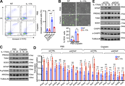 IL-17A renders MOC1 cancer cells resistant to cisplatin-mediated cell killing through WTAP-dependent induction of antioxidants. (A) MOC1 cells were pretreated with cisplatin, followed by IL-17A treatment. Cells were then stained with annexin V/PI and analyzed by flow cytometry. Shown is the percentage of apoptotic cells (annexin V positive). The data are presented as the mean ± SD (n = 3). One-way ANOVA was performed, followed by Tukey’s multiple-comparisons test. (B) MOC1 cells were pretreated with cisplatin, followed by IL-17A treatment and CellROX Green staining assay. Representative fluorescence images show intracellular levels of ROS (green fluorescence). Scale bar, 100 μm. The graph shows the percentage of CellROX stained cells and SD (n = 3 independent plates). Three independent fields per plate were analyzed for quantification. (C) MOC1 cells were pretreated with cisplatin, followed by IL-17A treatment and western blot analysis. (D) MOC1 cells transfected with siCTRL or siWTAP were pretreated with cisplatin, followed by IL-17A treatment. Cytoplasmic extracts of these cells were fractionated, followed by RT-PCR and normalized to Gapdh. The graph shows the ratios of mRNAs from translation-active/inactive pools (mean and SD of three independent plates of cells). (E) MOC1 cells were transfected with siCTRL or siWTAP. The transfected cells were pretreated with cisplatin followed by treatment with IL-17A. The cell lysates were subjected to western blot analysis. Vehicle control (DMSO) for cisplatin is shown in Fig. S5 B. All data are representative of three independent experiments. Two-tailed t test was performed. *P < 0.05, **P < 0.01, ***P < 0.001, and ****P < 0.0001; NS, not significant. Source data are available for this figure: SourceData F6.